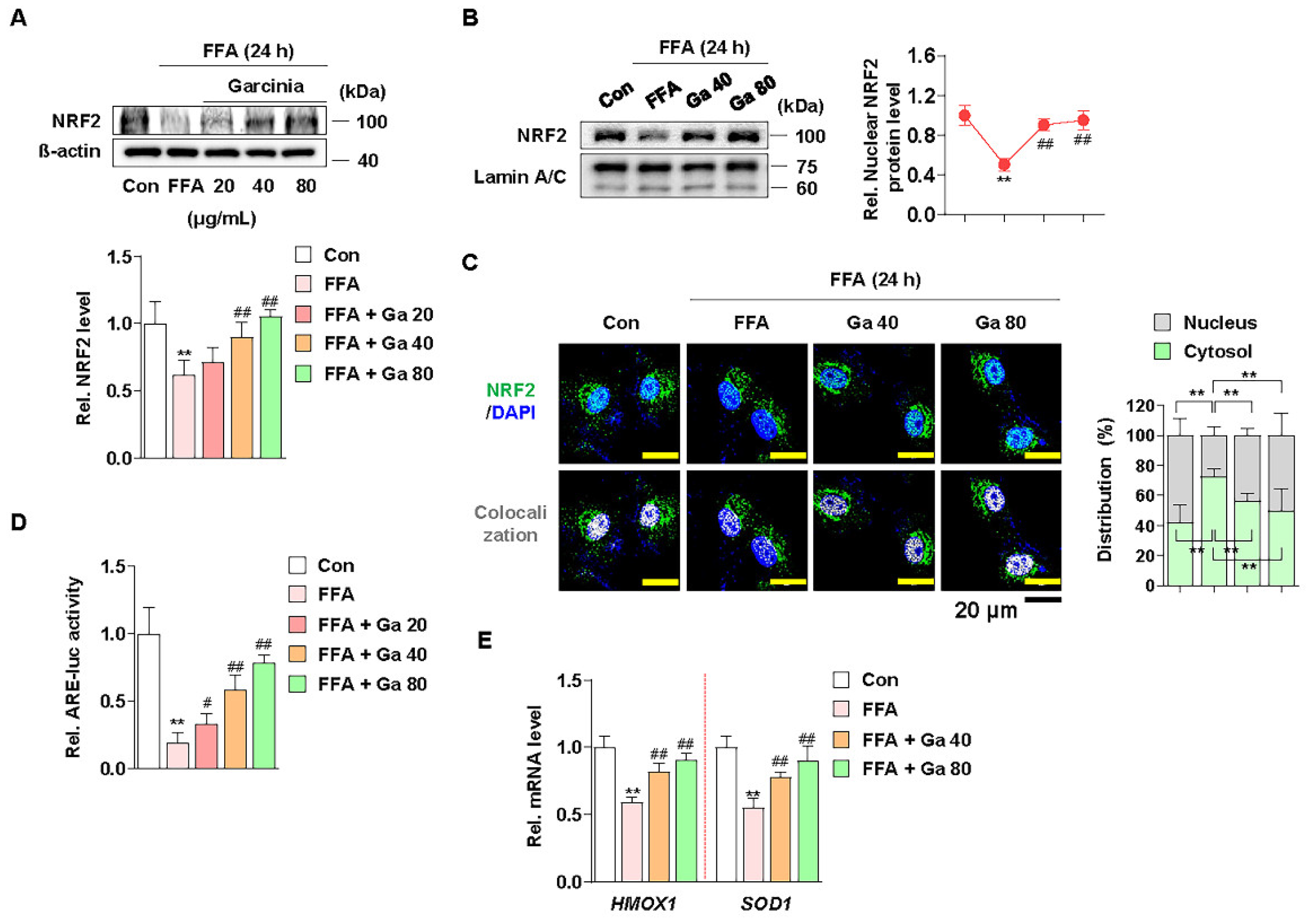 Antioxidants 10 01226 g004