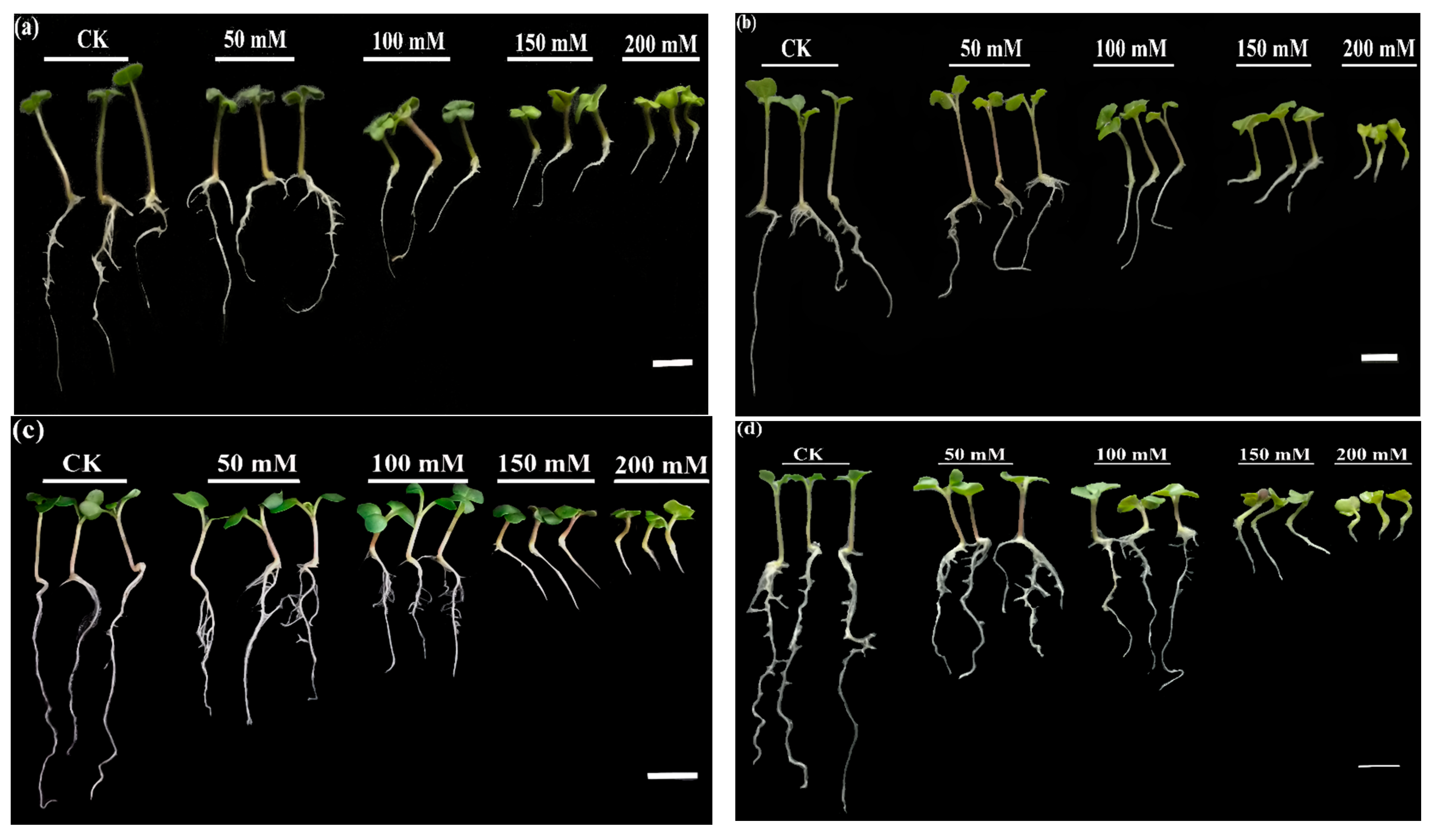 Antioxidants 10 01227 g001a