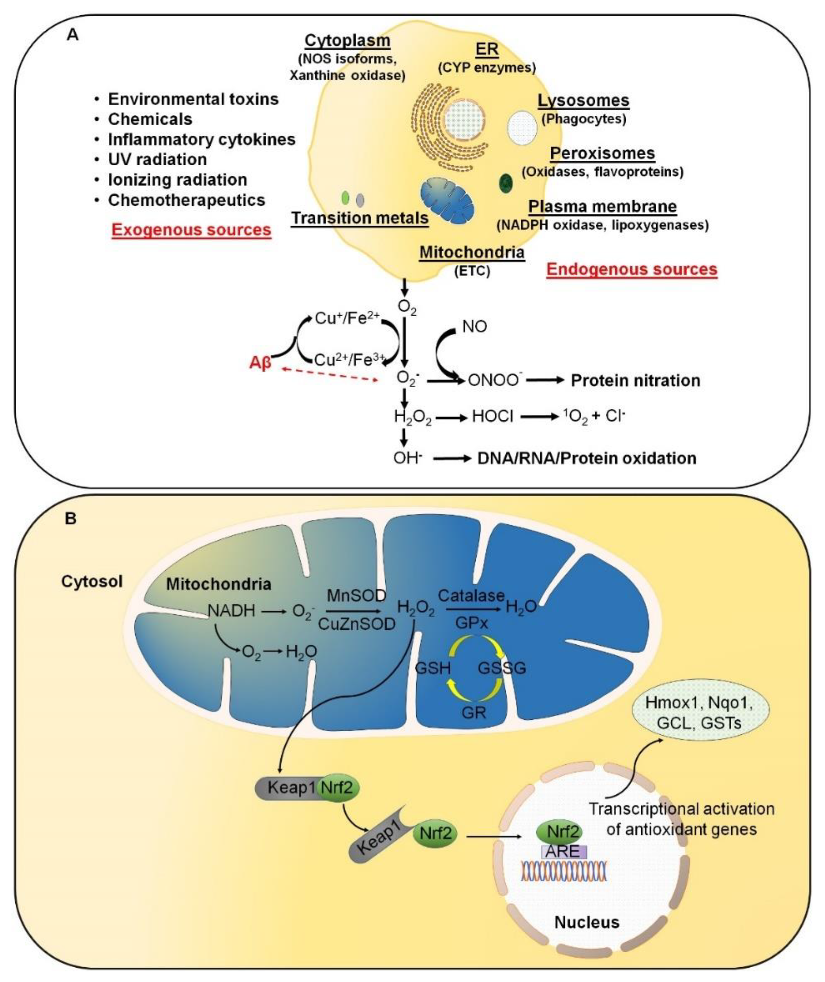 Antioxidants 10 01231 g001