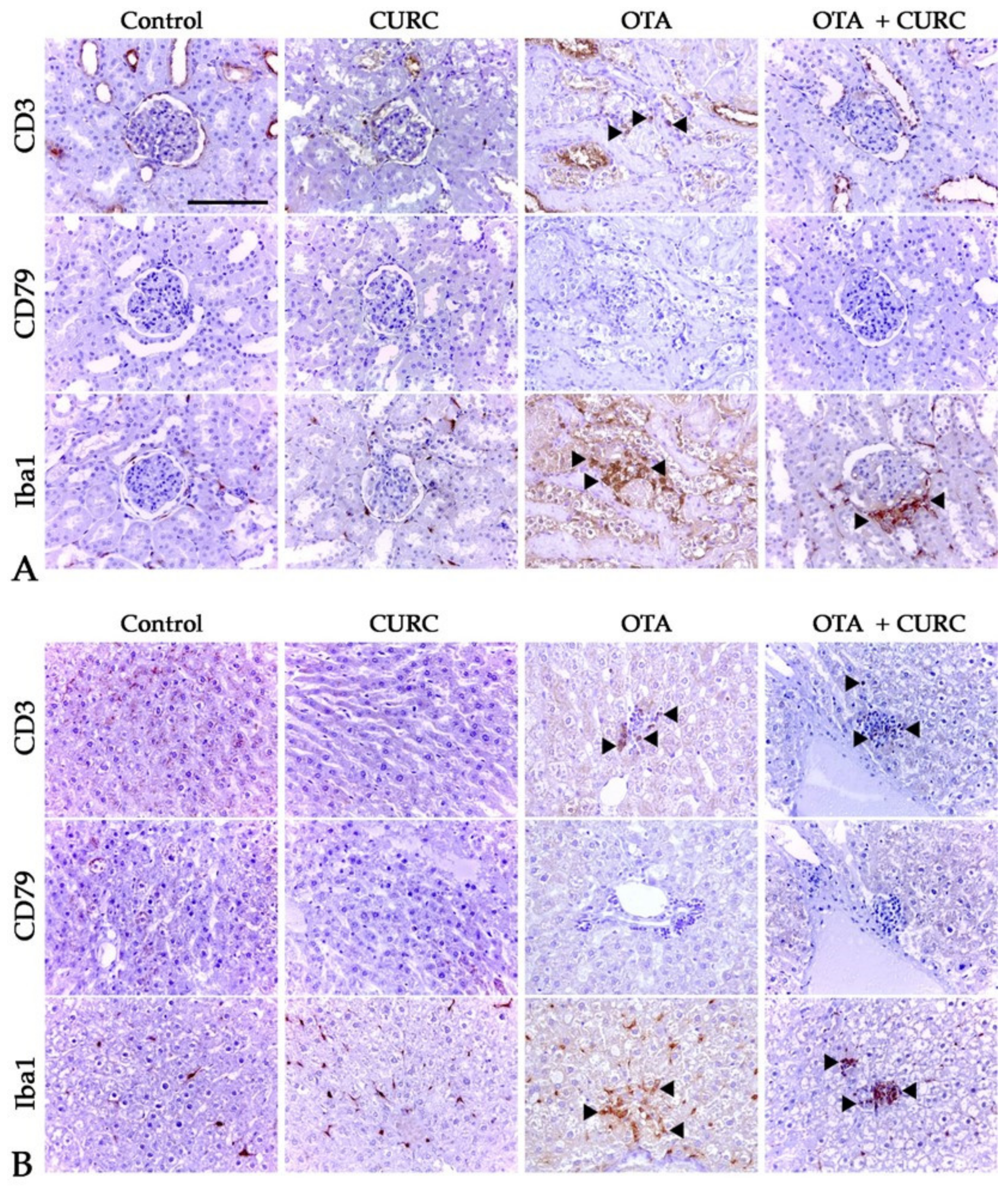 Antioxidants 10 01239 g010