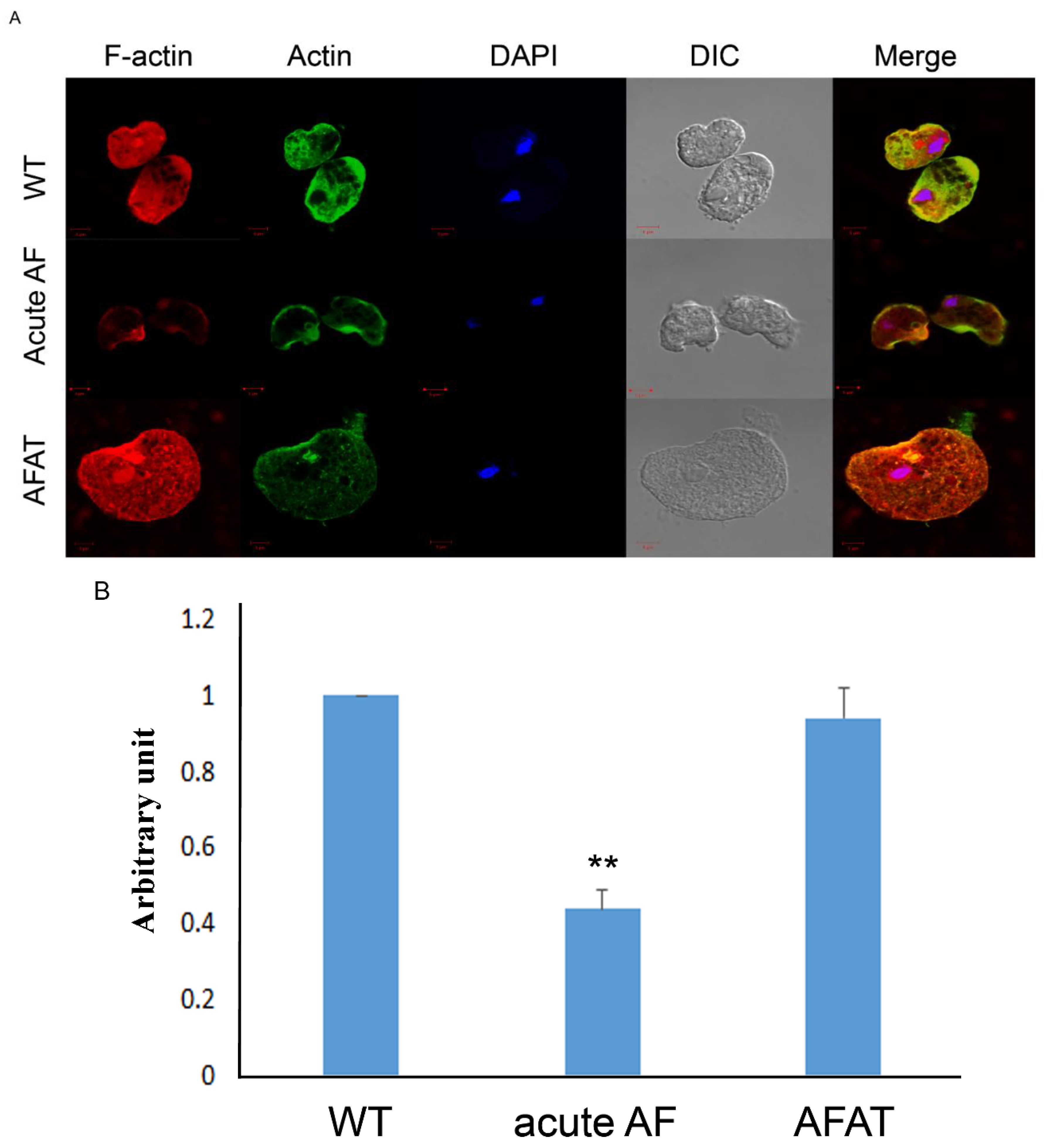 Antioxidants 10 01240 g005 Antioxidants 10 01240 g005