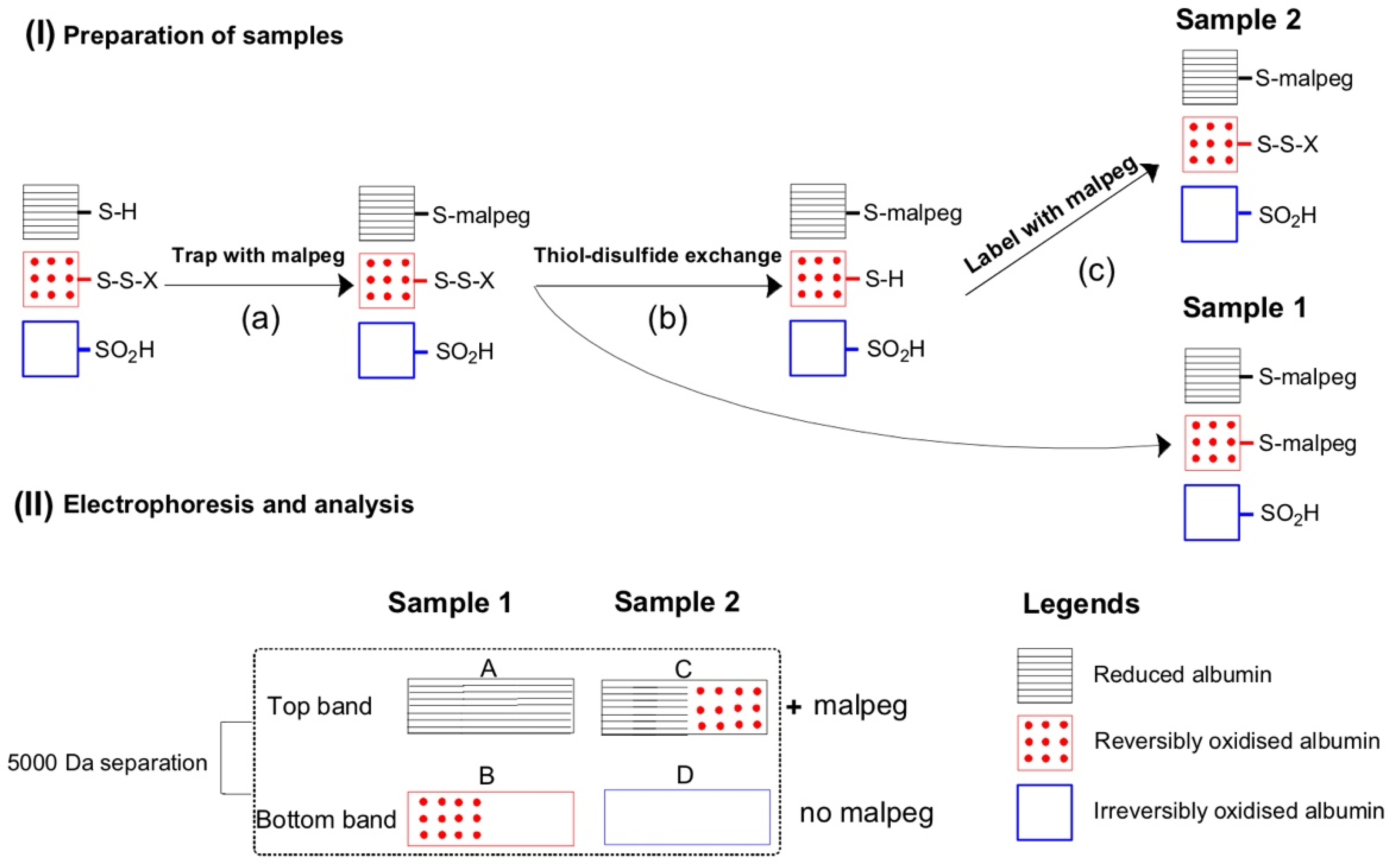 Antioxidants 10 01241 g001