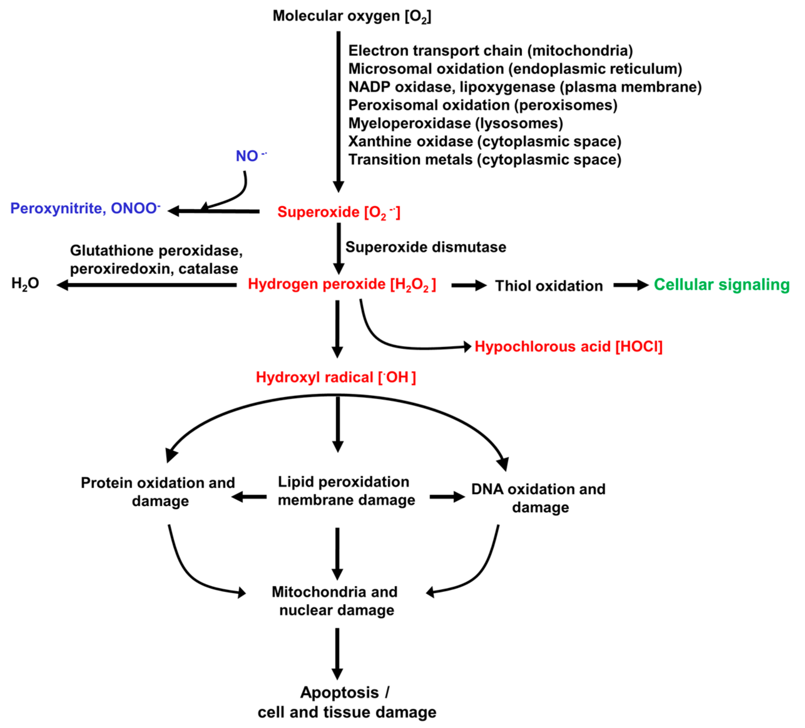 Antioxidants 10 01243 g001