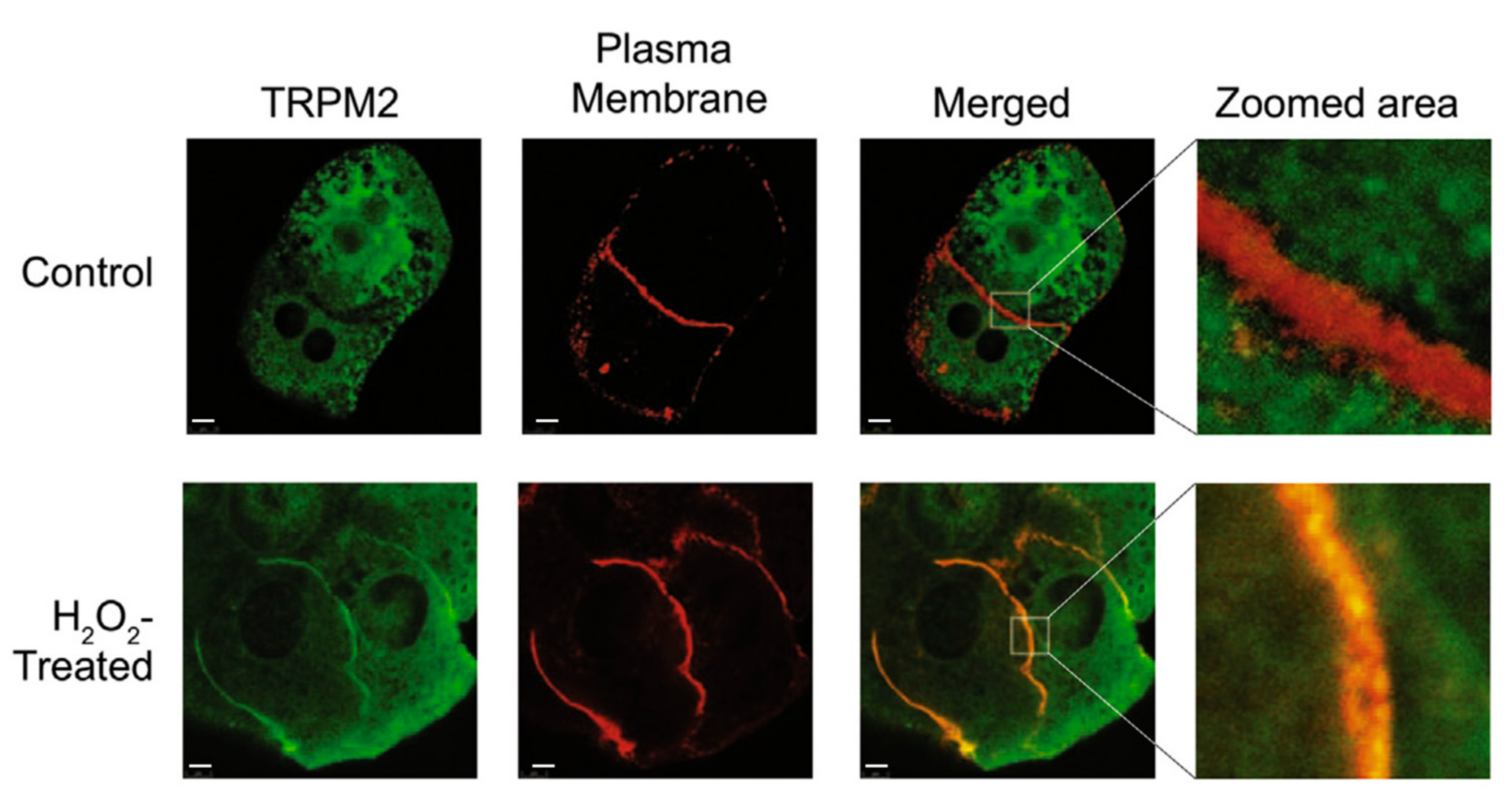 Antioxidants 10 01243 g005