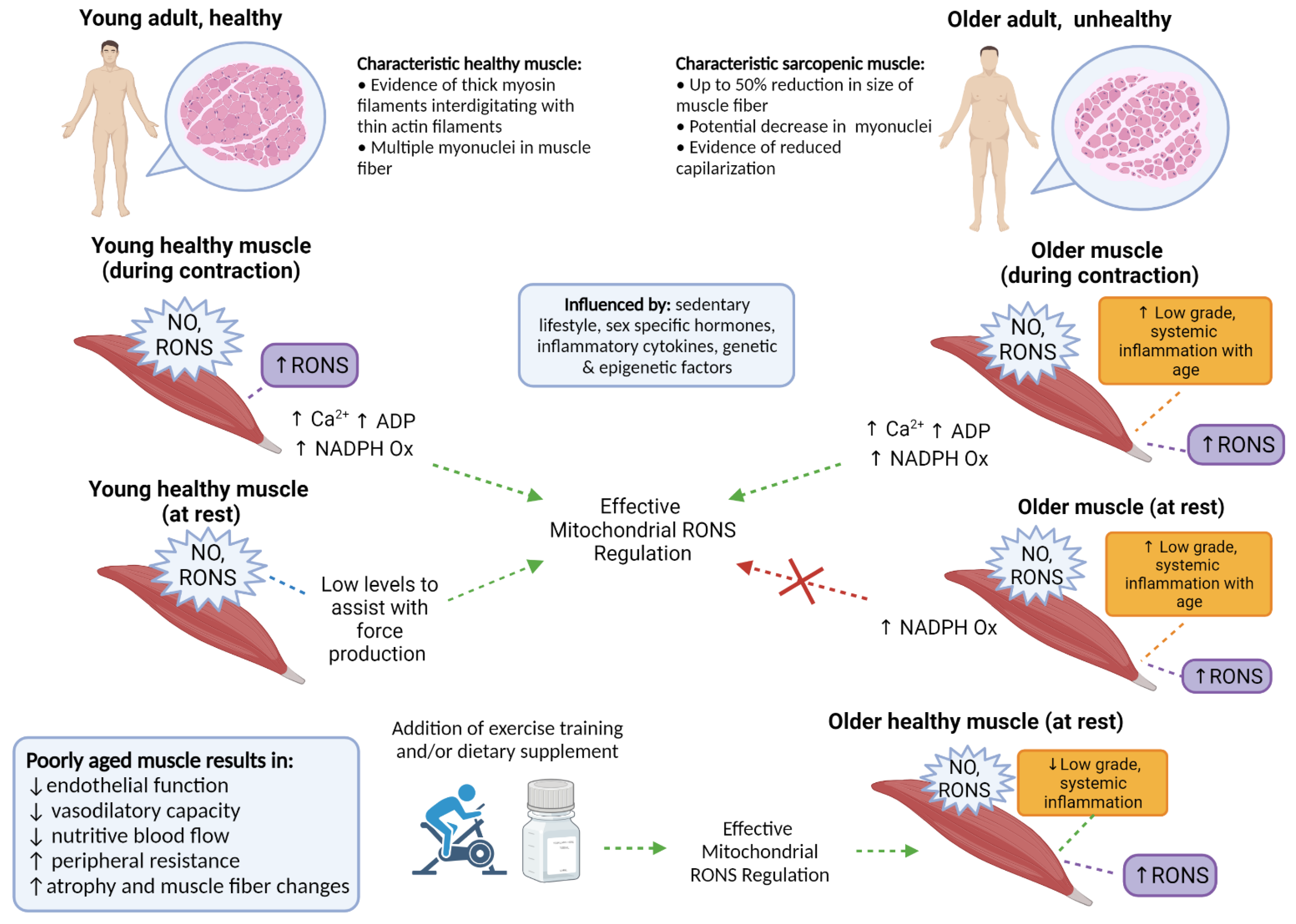 Antioxidants 10 01247 g001