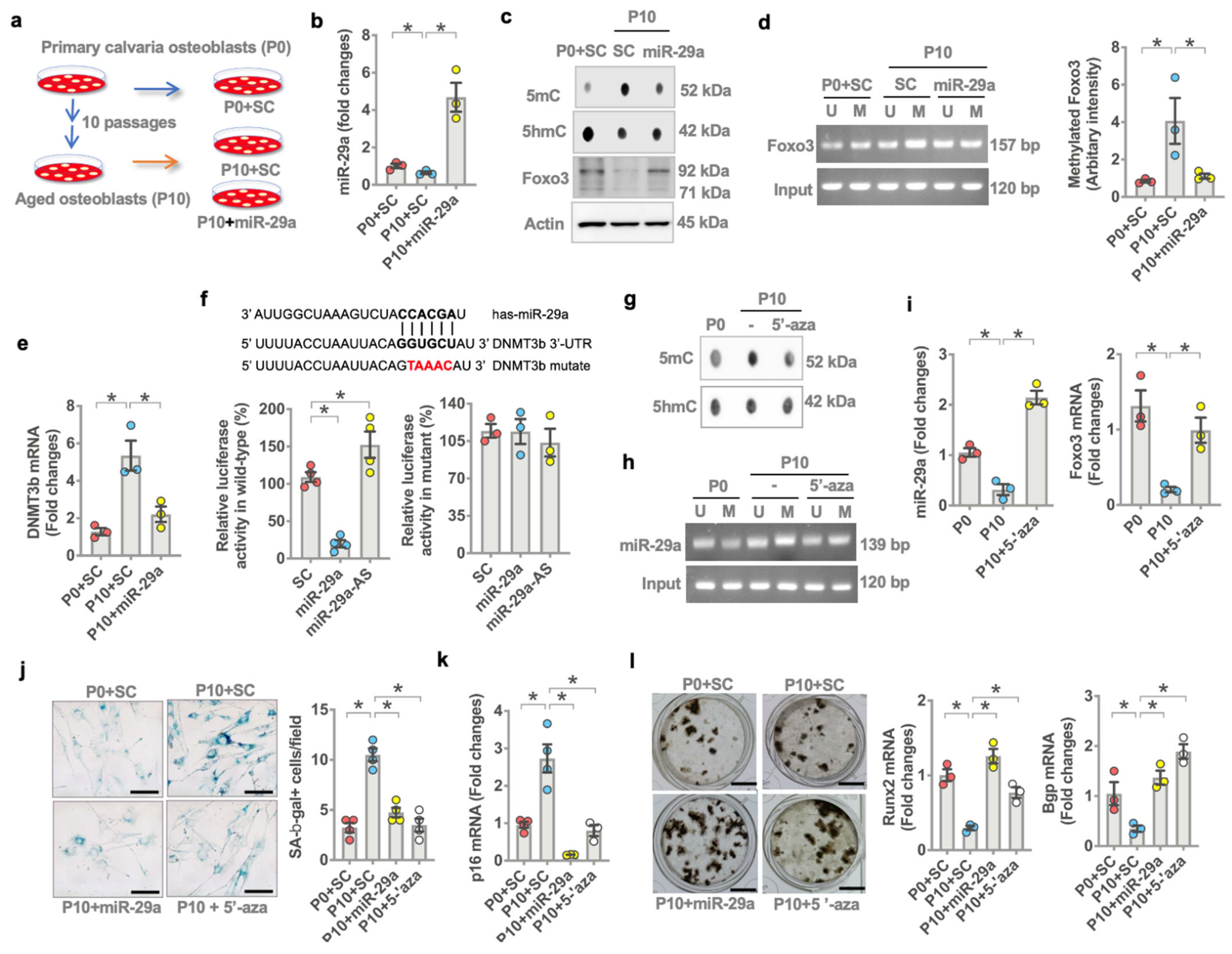 Antioxidants 10 01248 g006