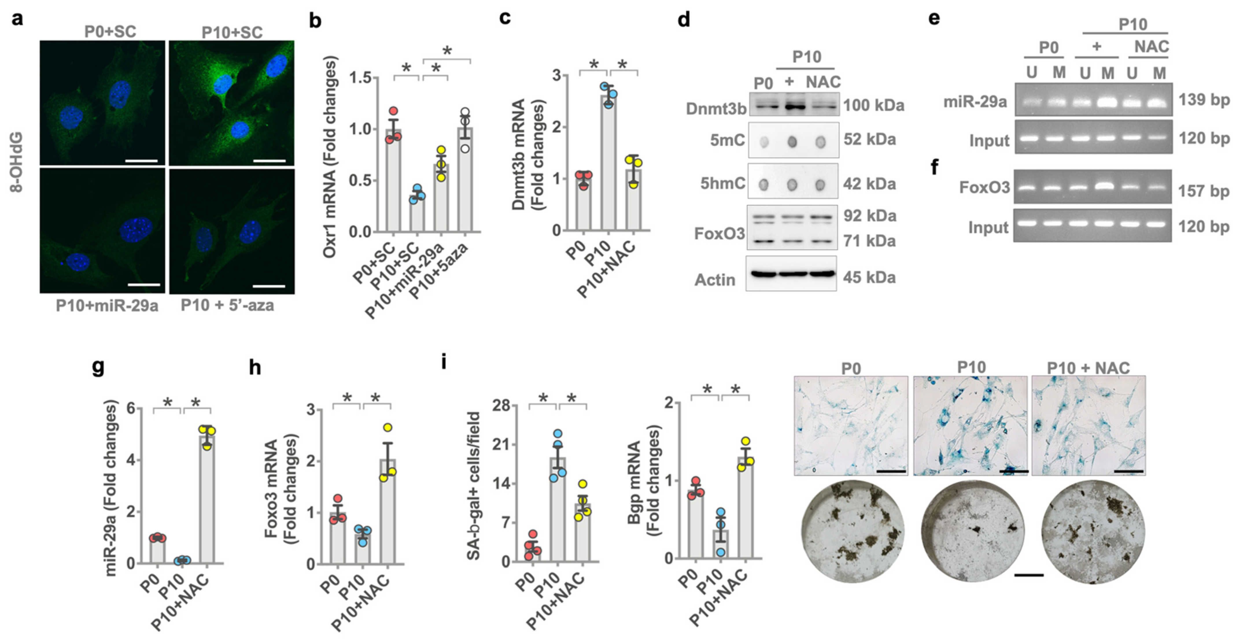 Antioxidants 10 01248 g007