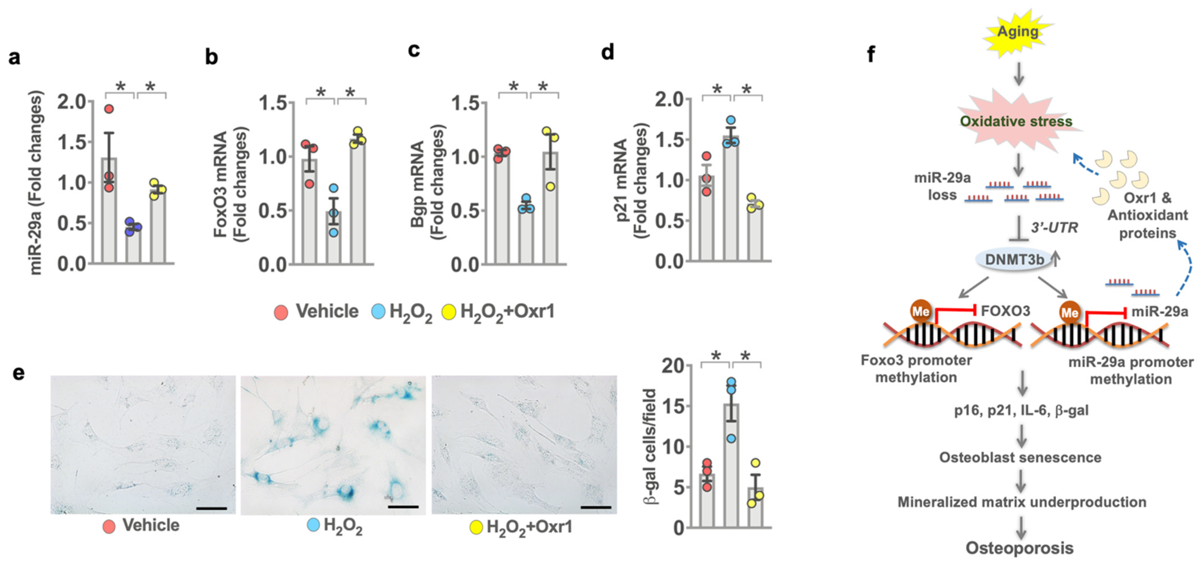 Antioxidants 10 01248 g008
