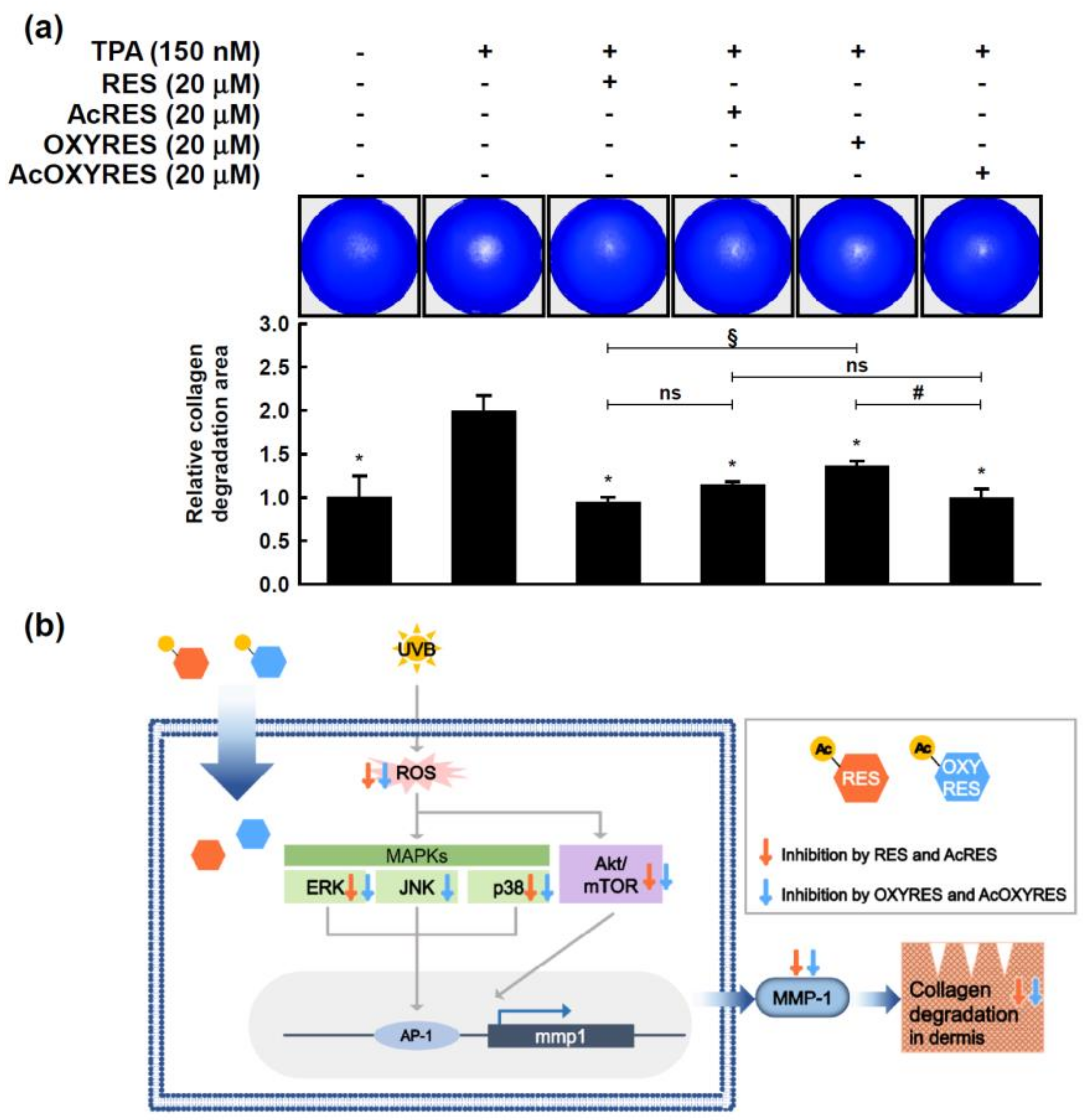 Antioxidants 10 01252 g007
