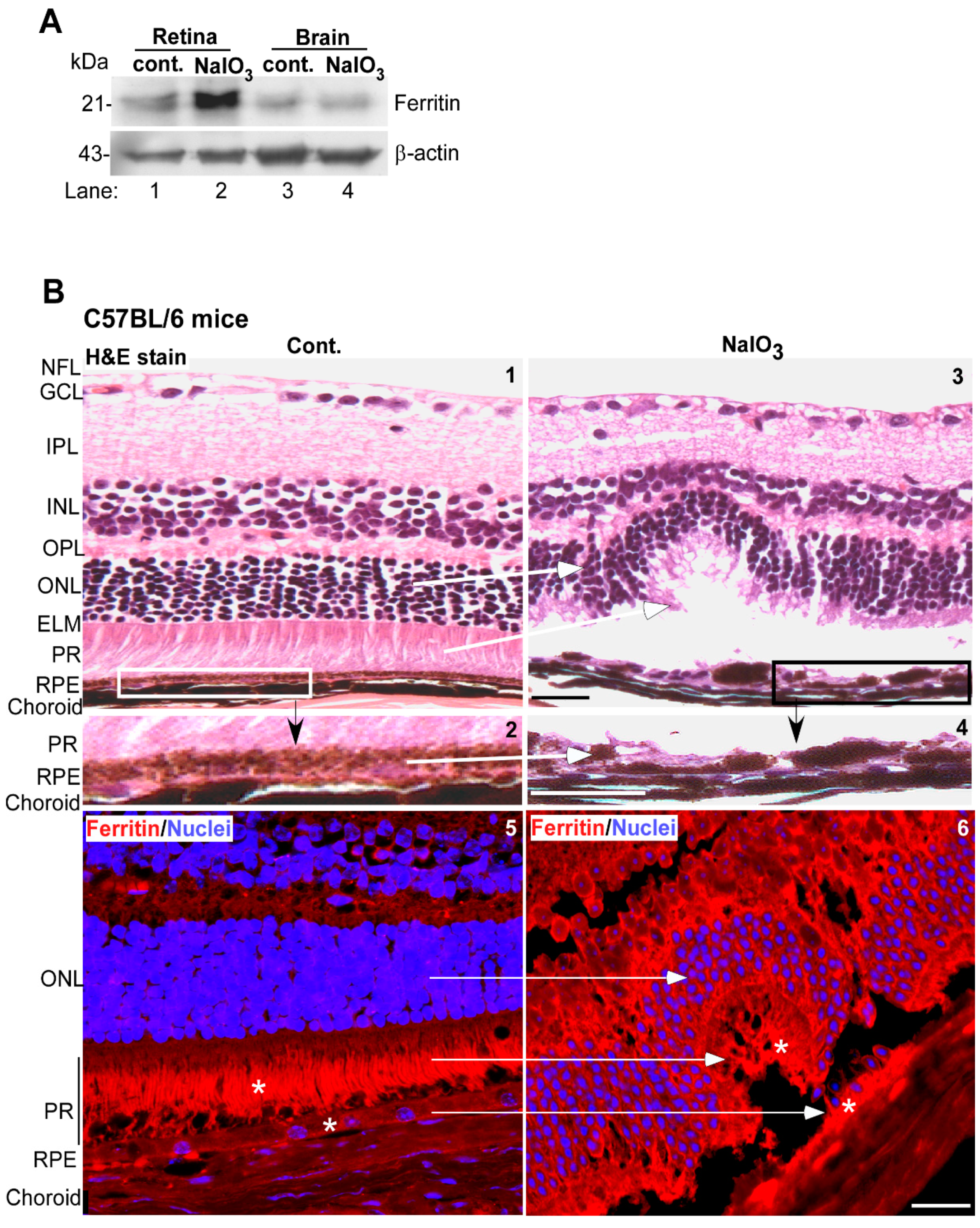 Antioxidants 10 01253 g005