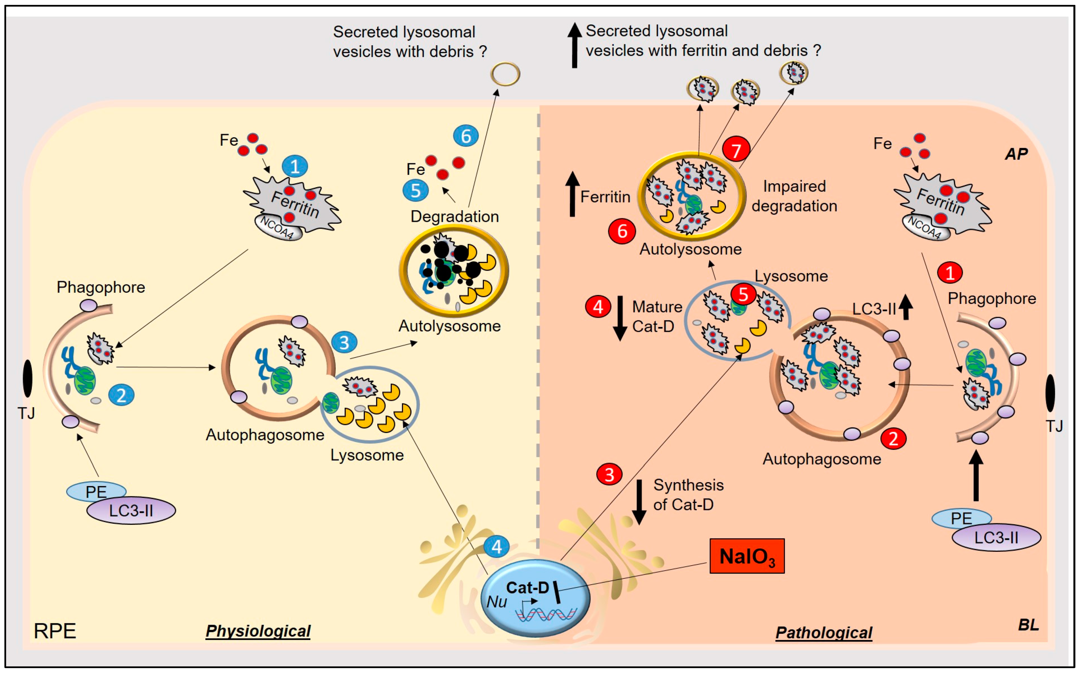 Antioxidants 10 01253 g007