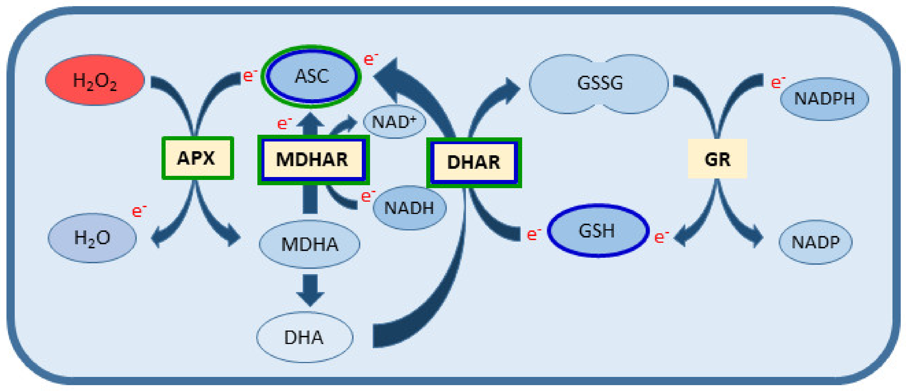 Antioxidants 10 01254 g005