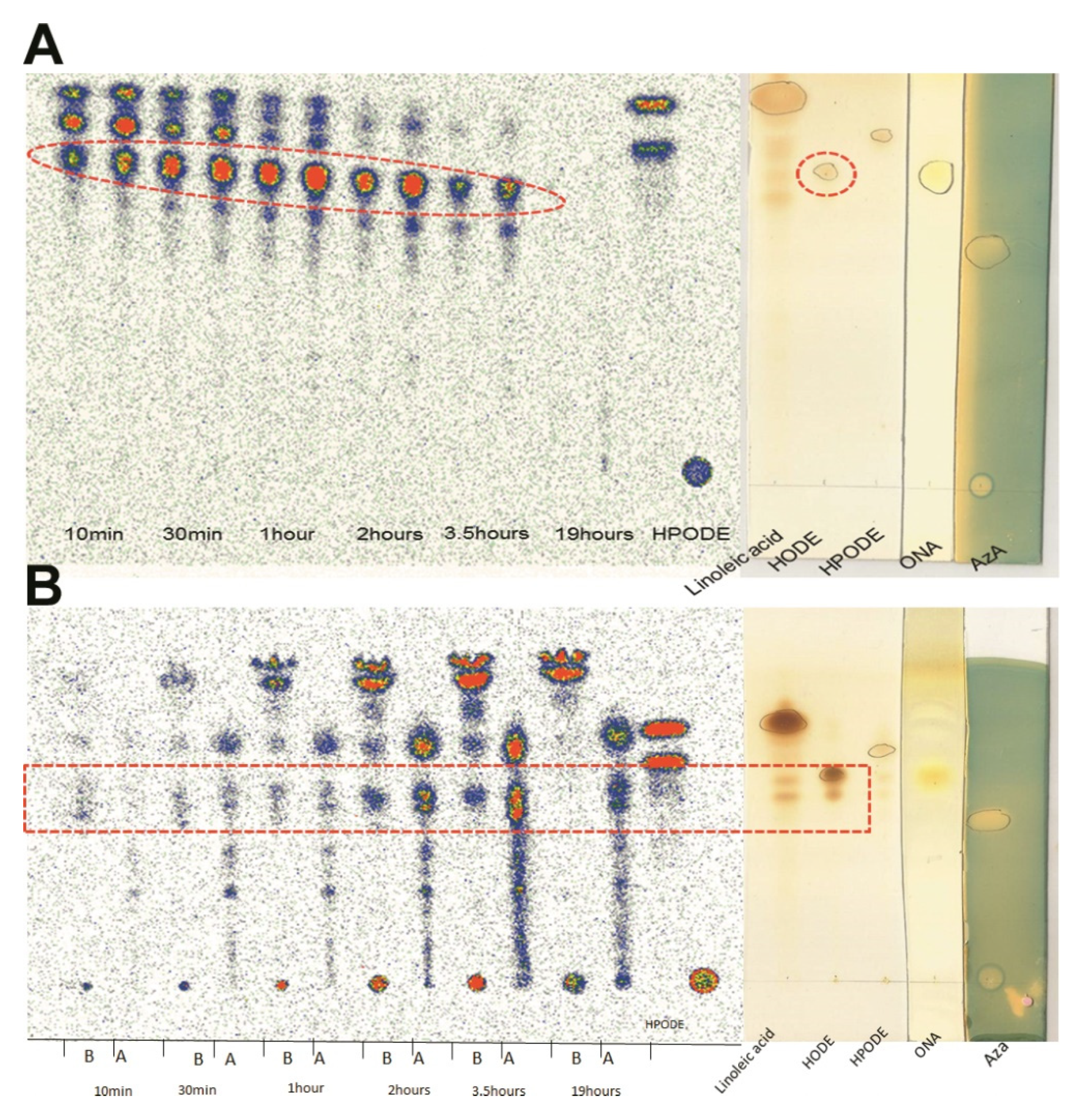 Antioxidants 10 01258 g002
