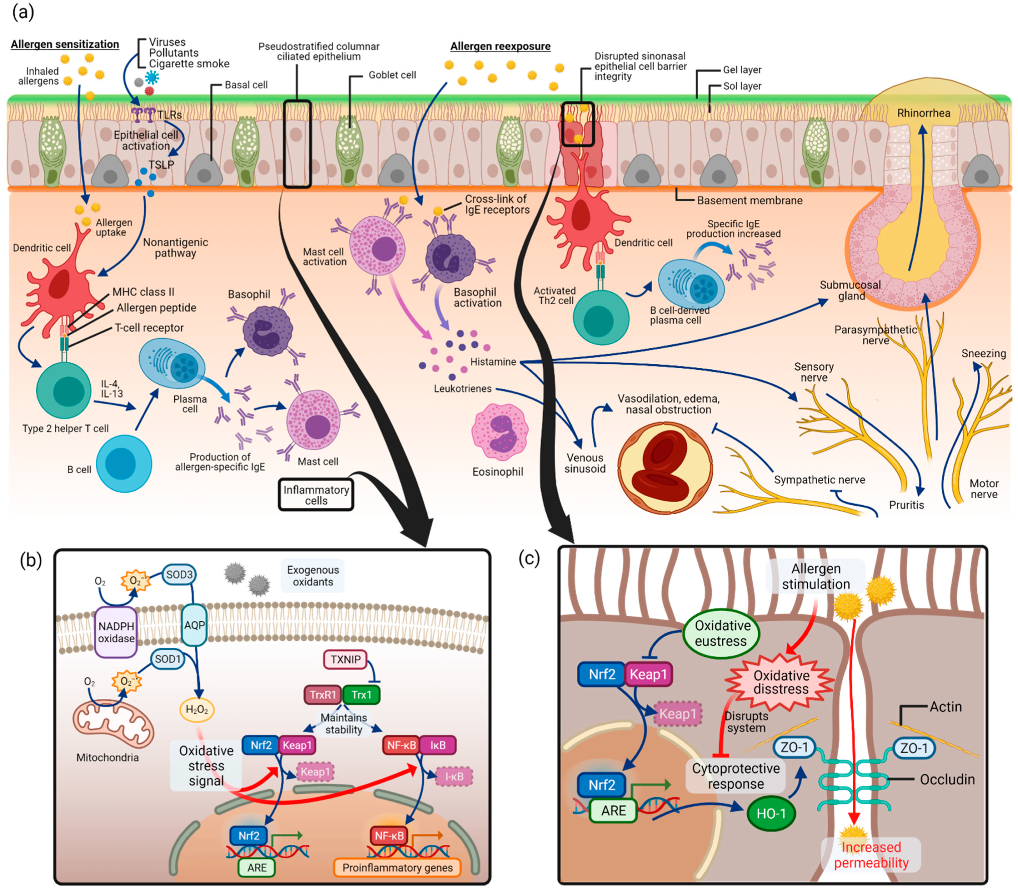 Antioxidants 10 01266 g003