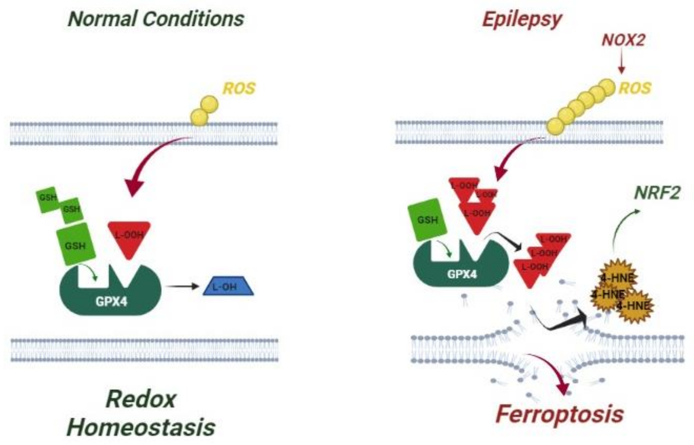 Antioxidants 10 01267 g005