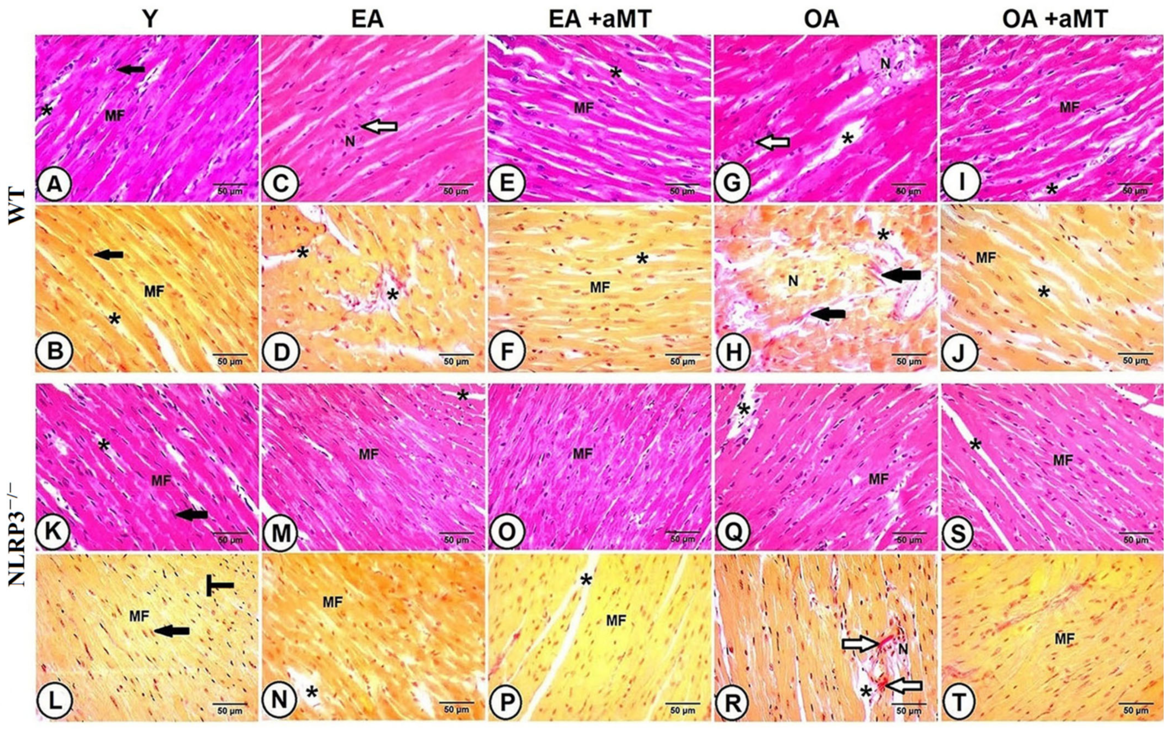 Antioxidants 10 01269 g002