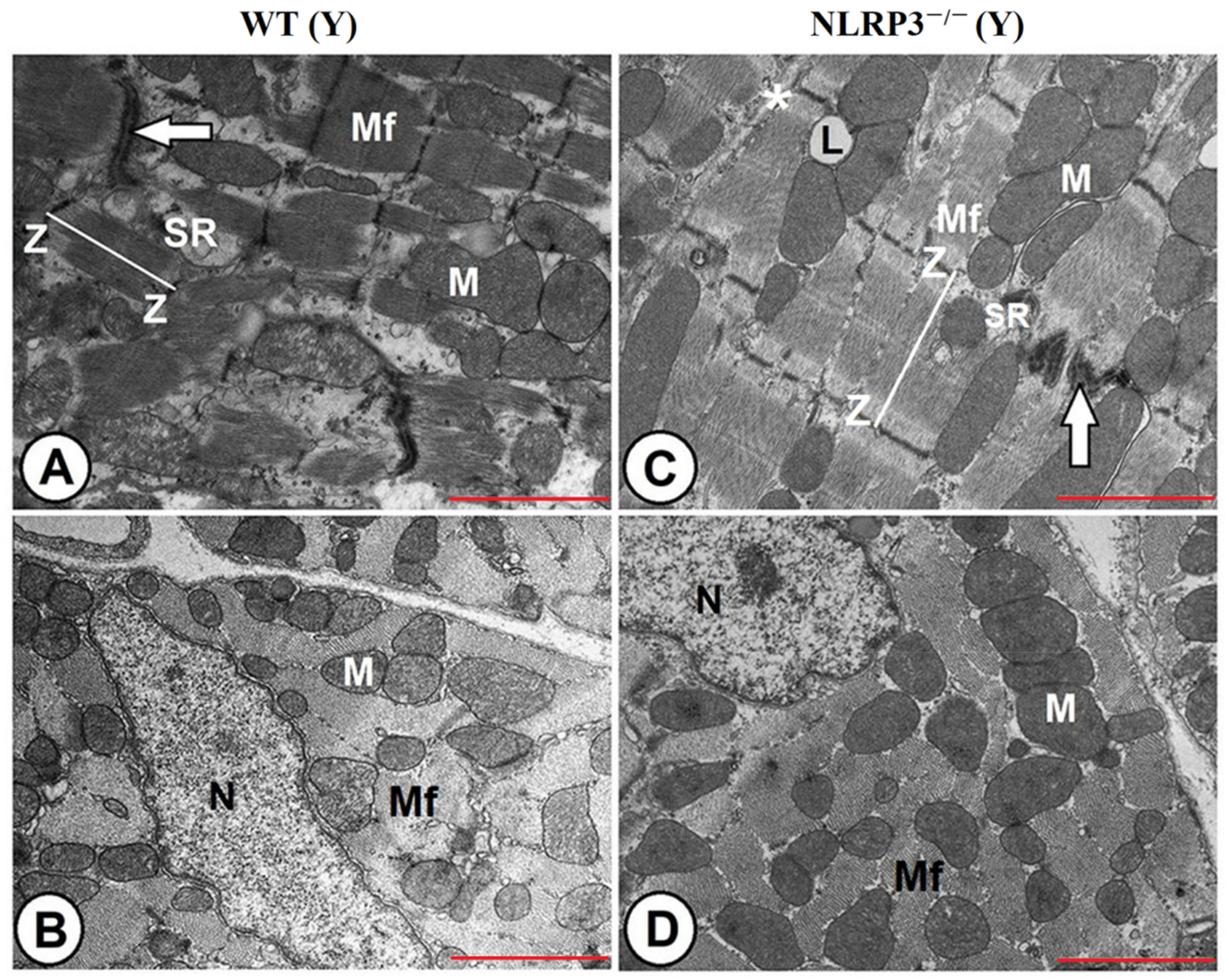 Antioxidants 10 01269 g004