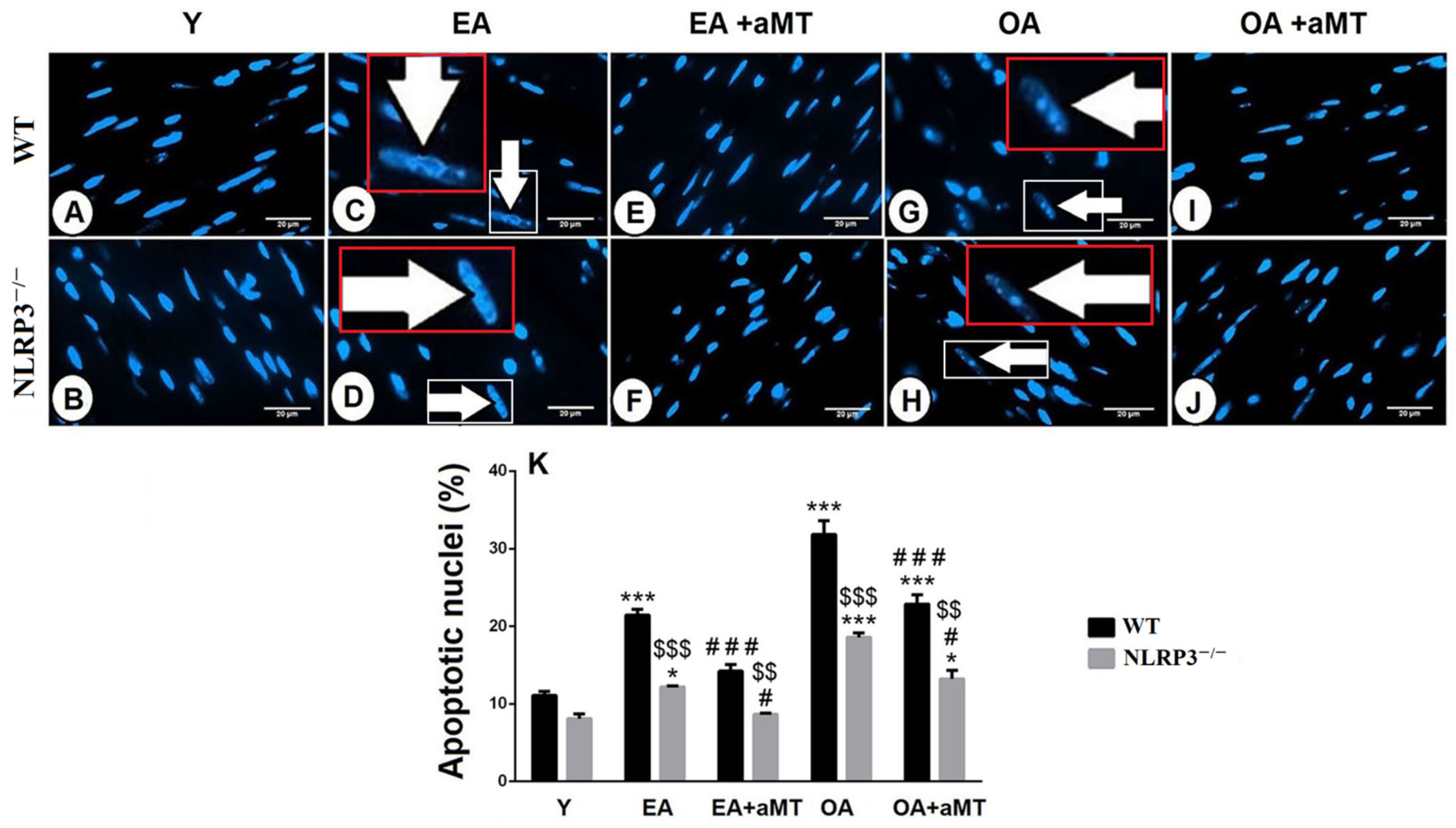 Antioxidants 10 01269 g007