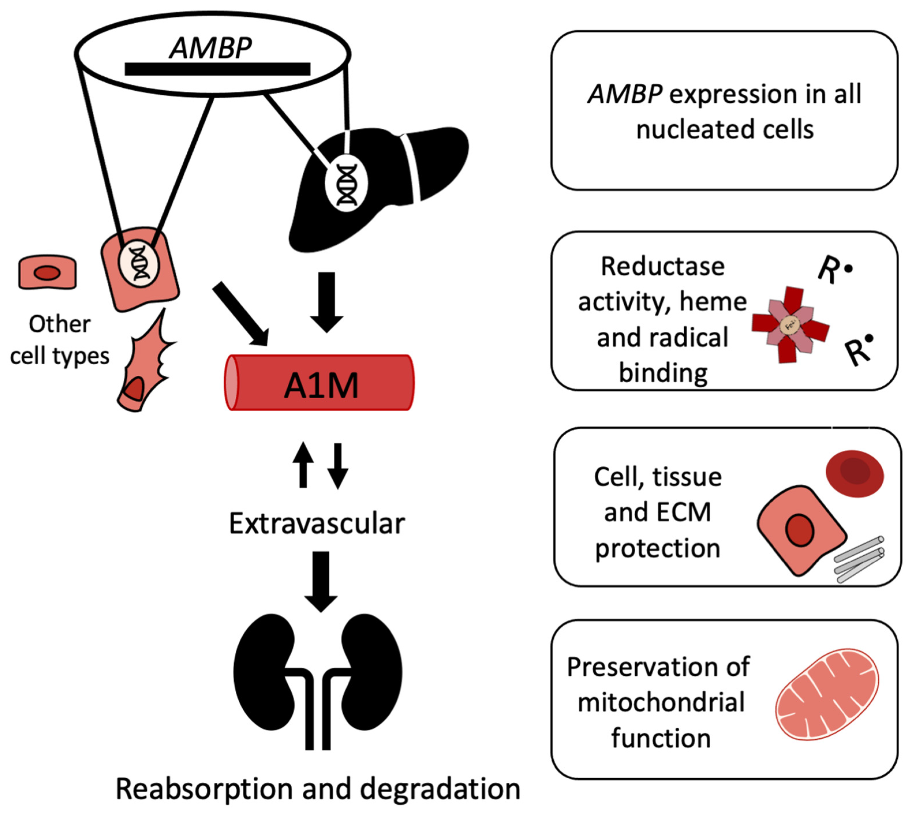 Antioxidants 10 01271 g003