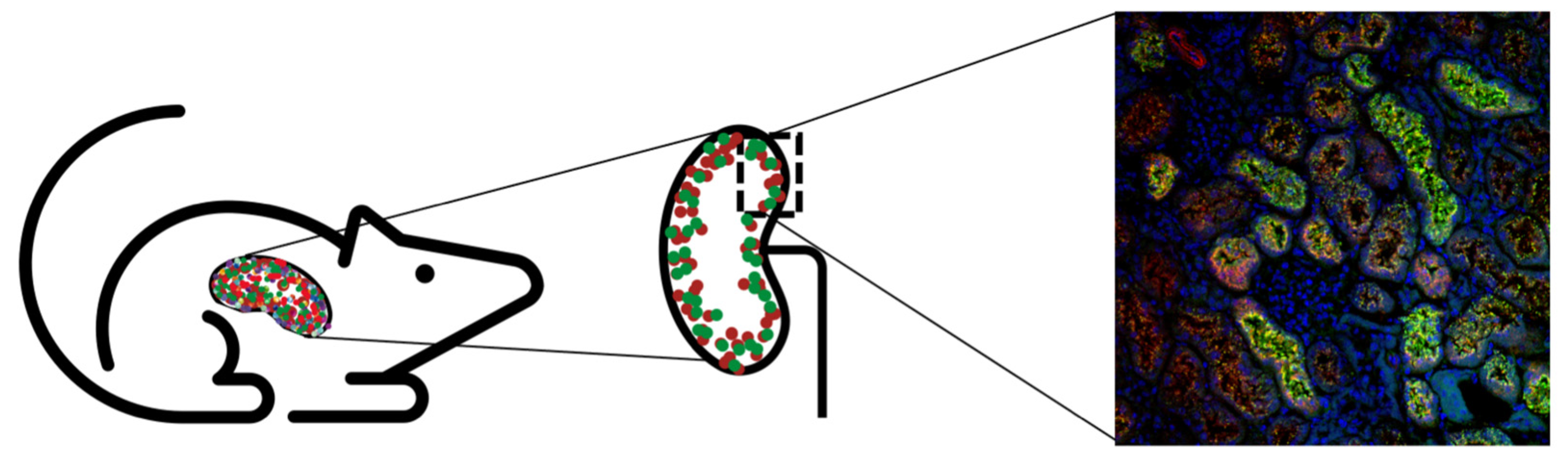 Antioxidants 10 01271 g004