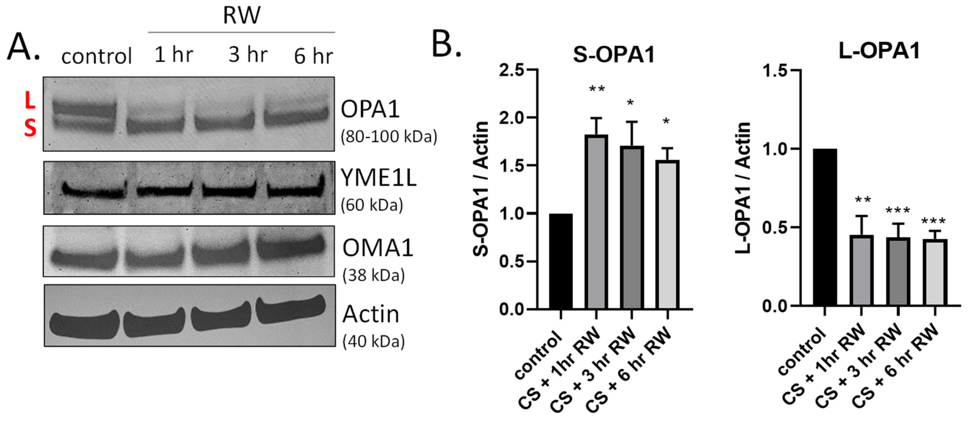 Antioxidants 10 01272 g002