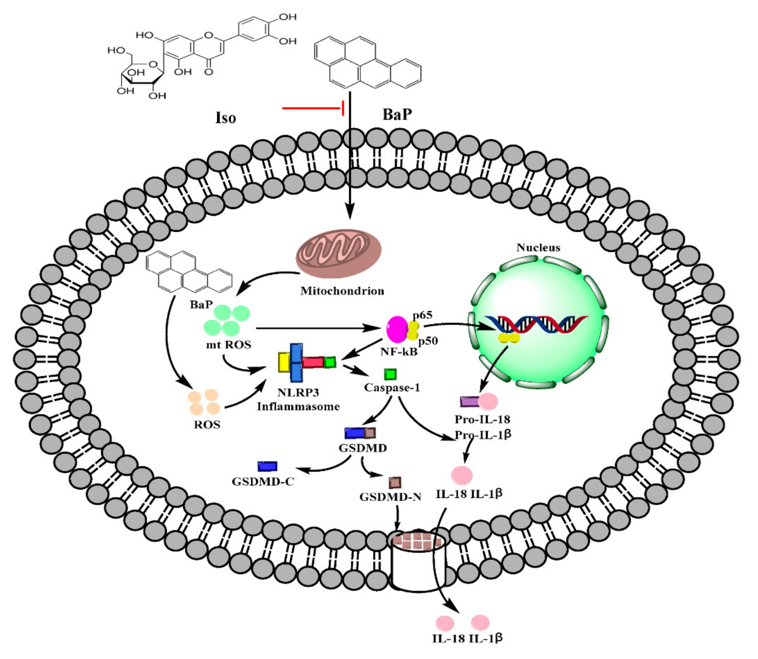 Antioxidants 10 01275 g008
