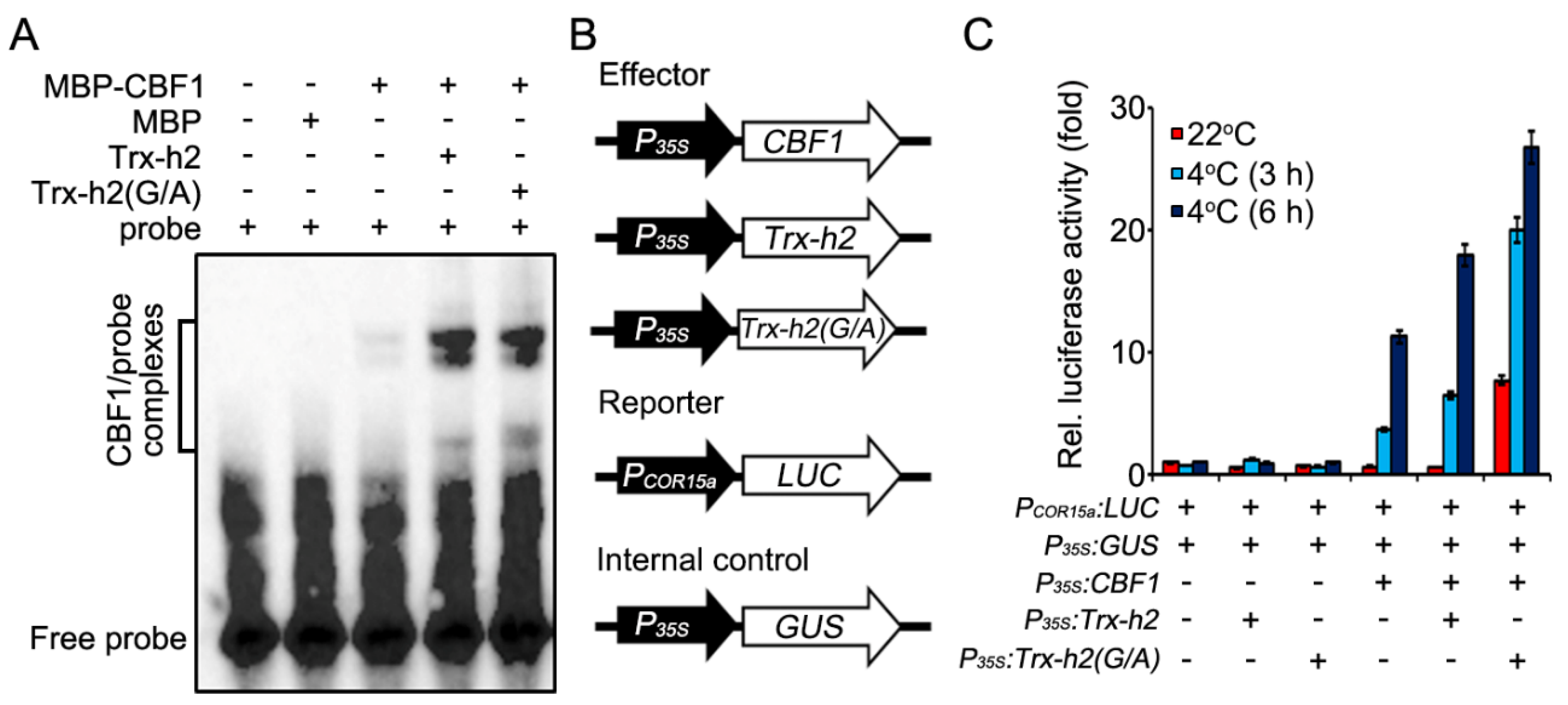 Antioxidants 10 01287 g005 Antioxidants 10 01287 g005