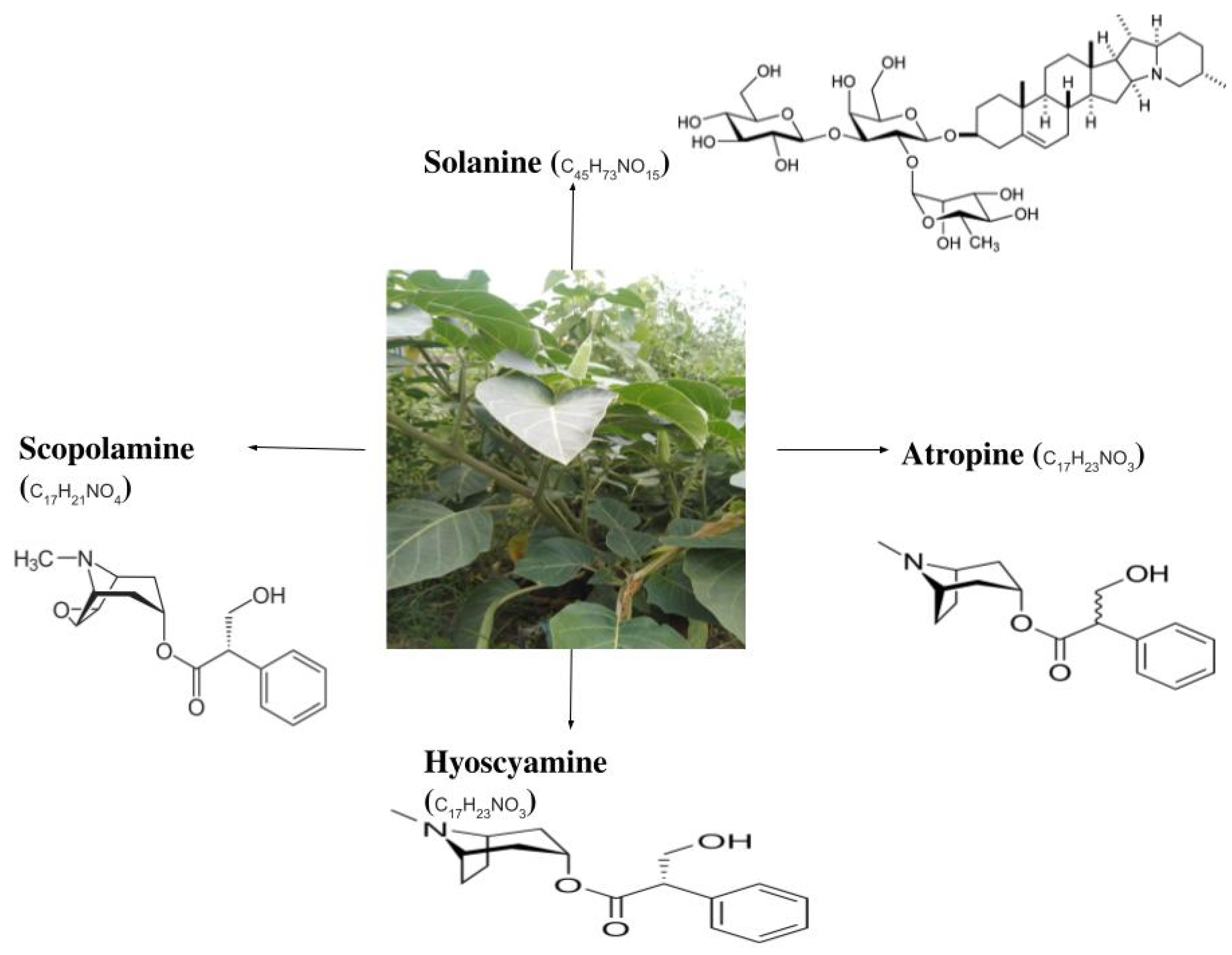 Antioxidants 10 01291 g001