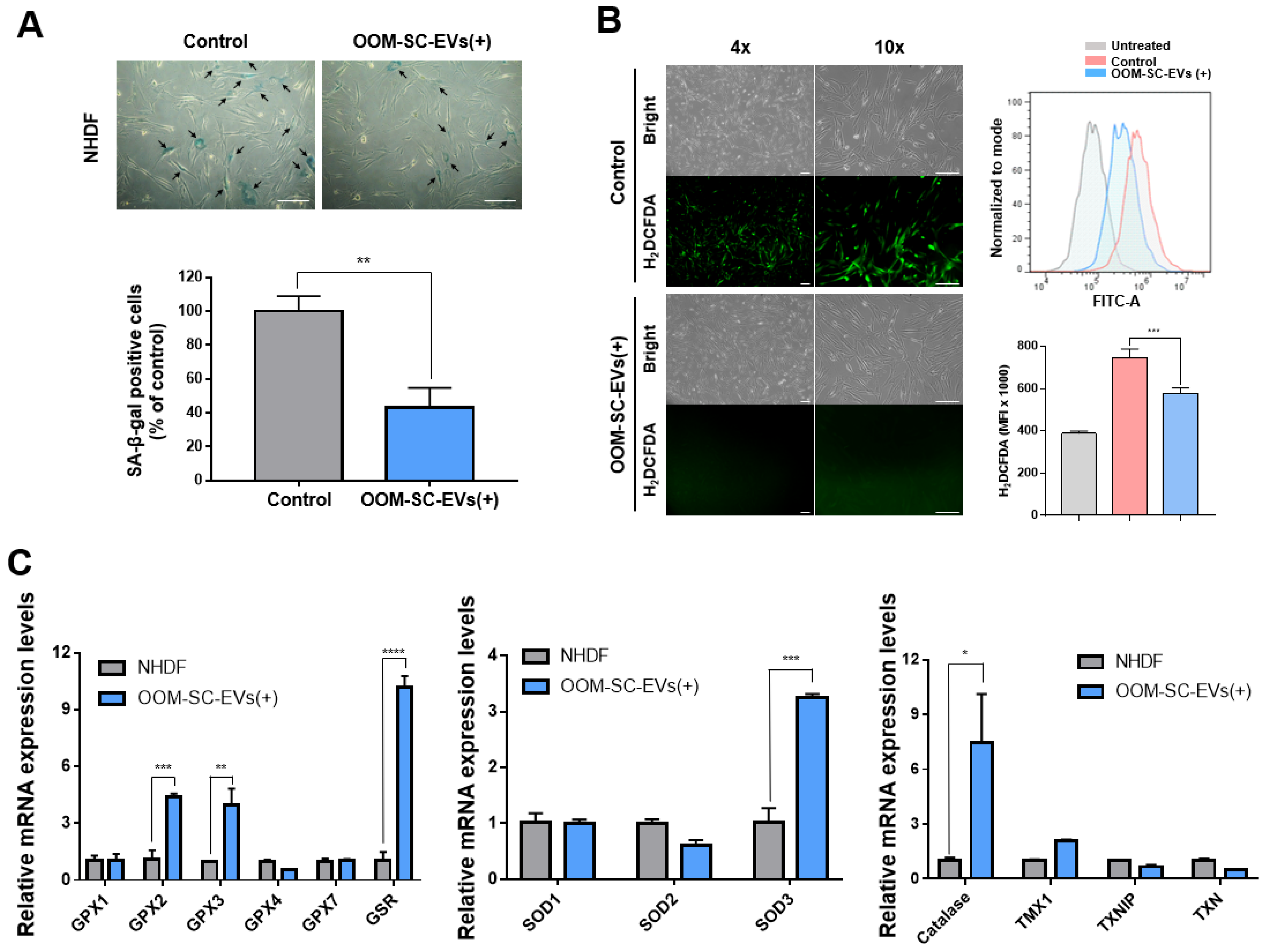 Antioxidants 10 01292 g004