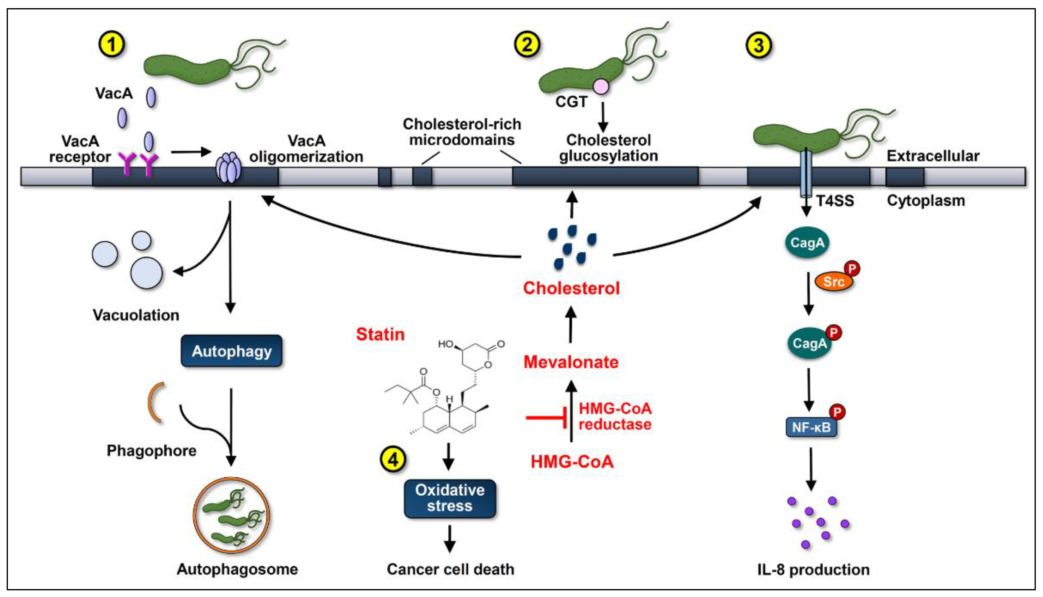 Antioxidants 10 01293 g001