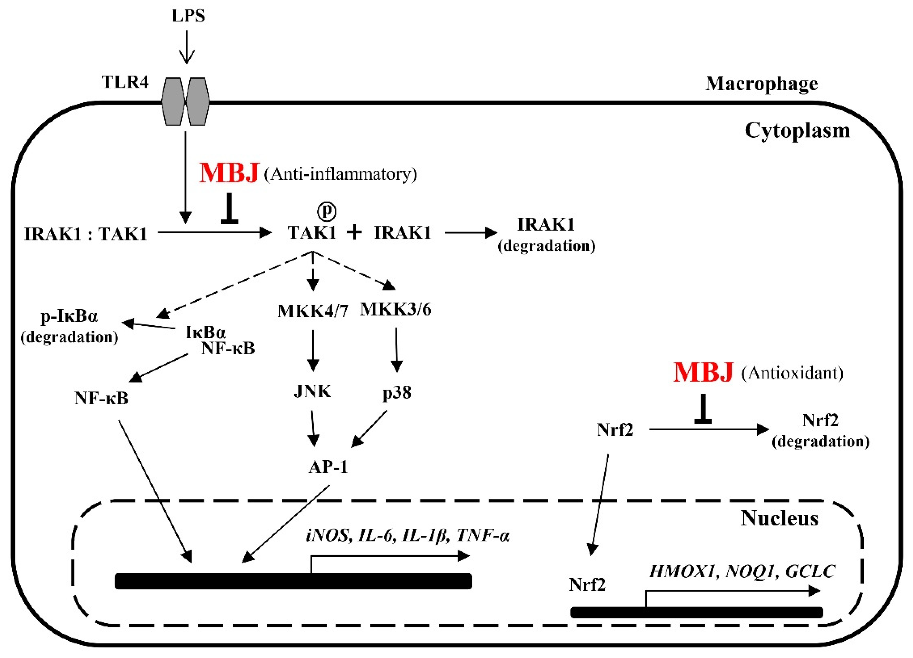 Antioxidants 10 01295 g007