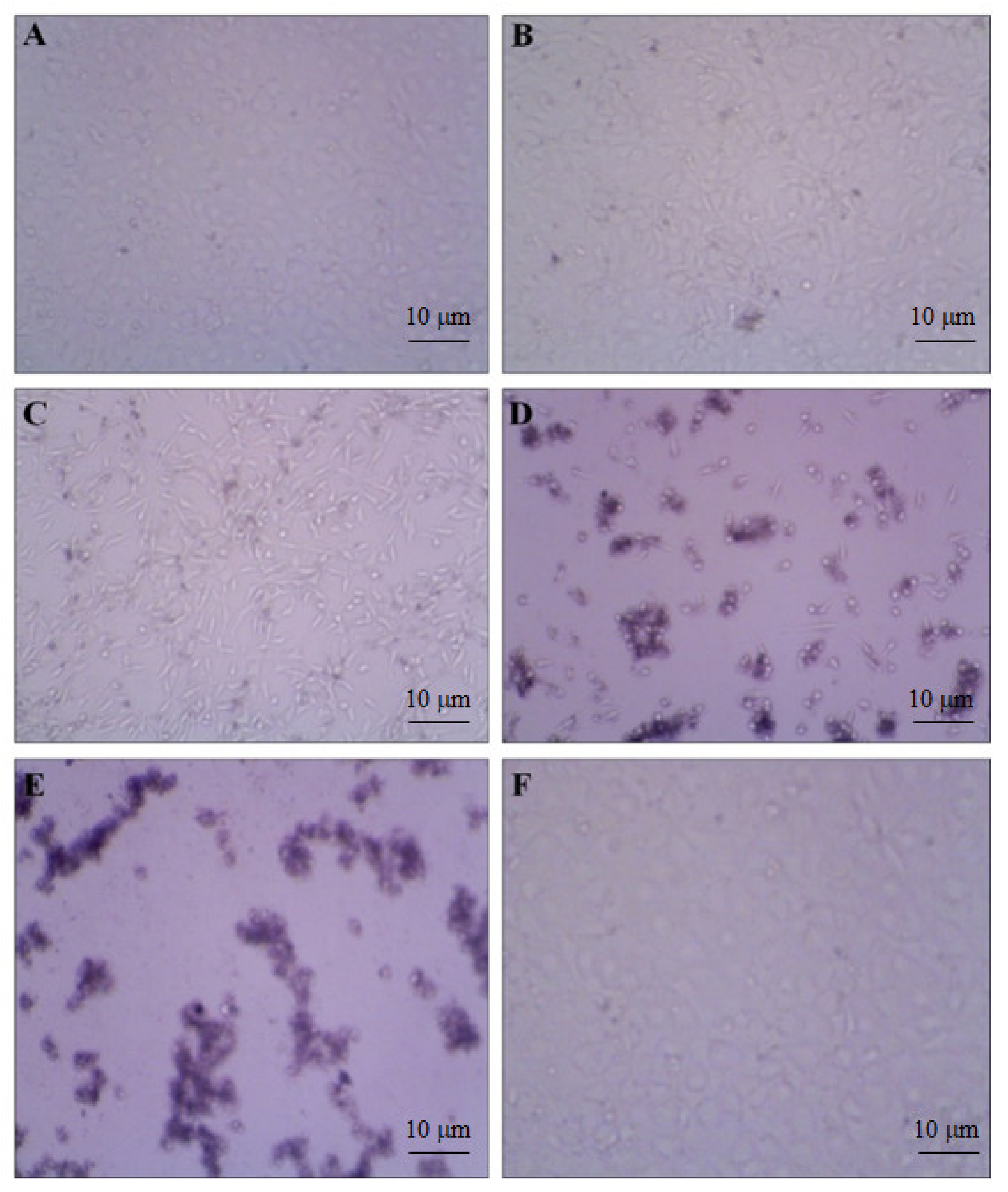 Antioxidants 10 01307 g008