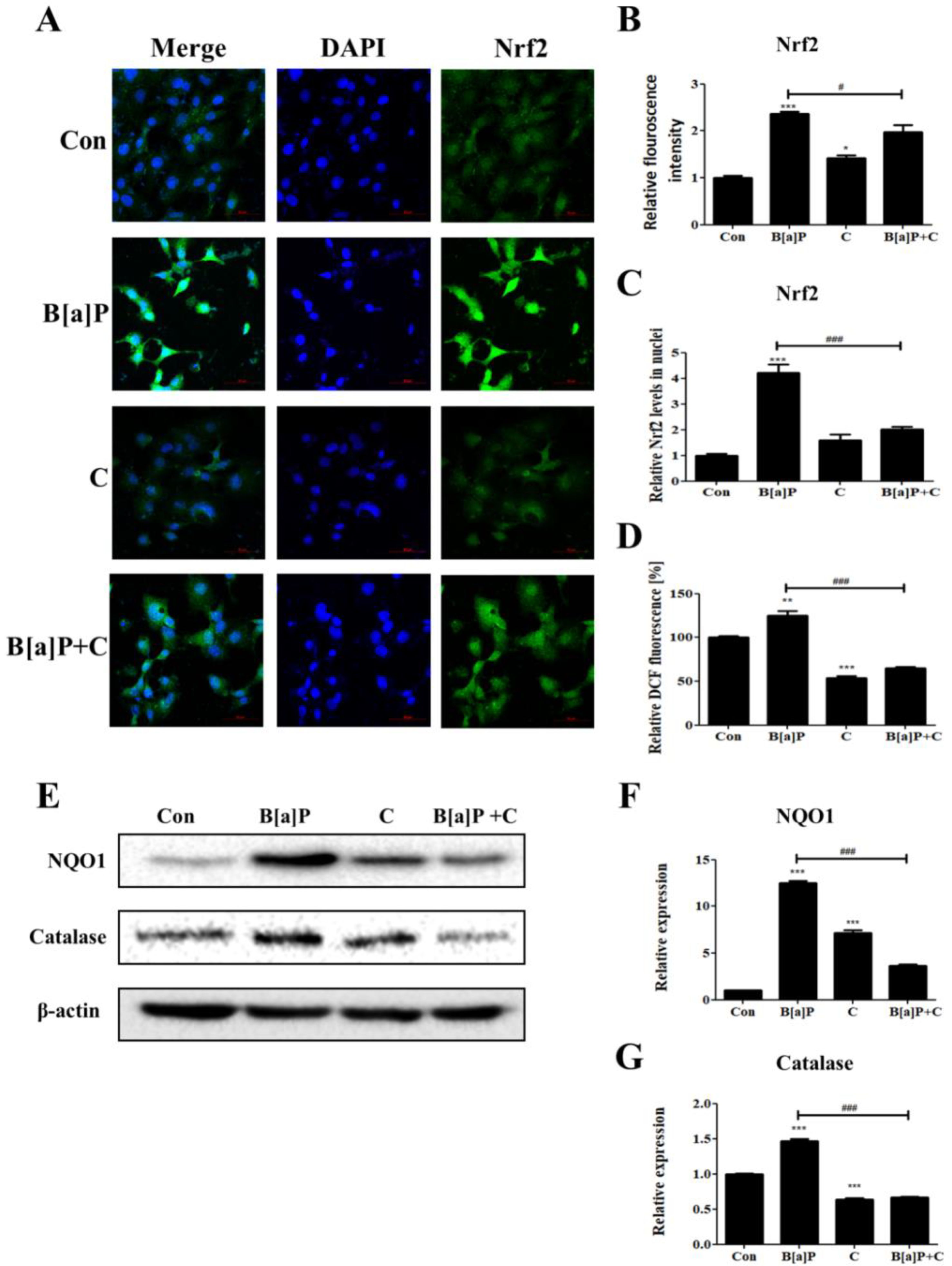 Antioxidants 10 01314 g004