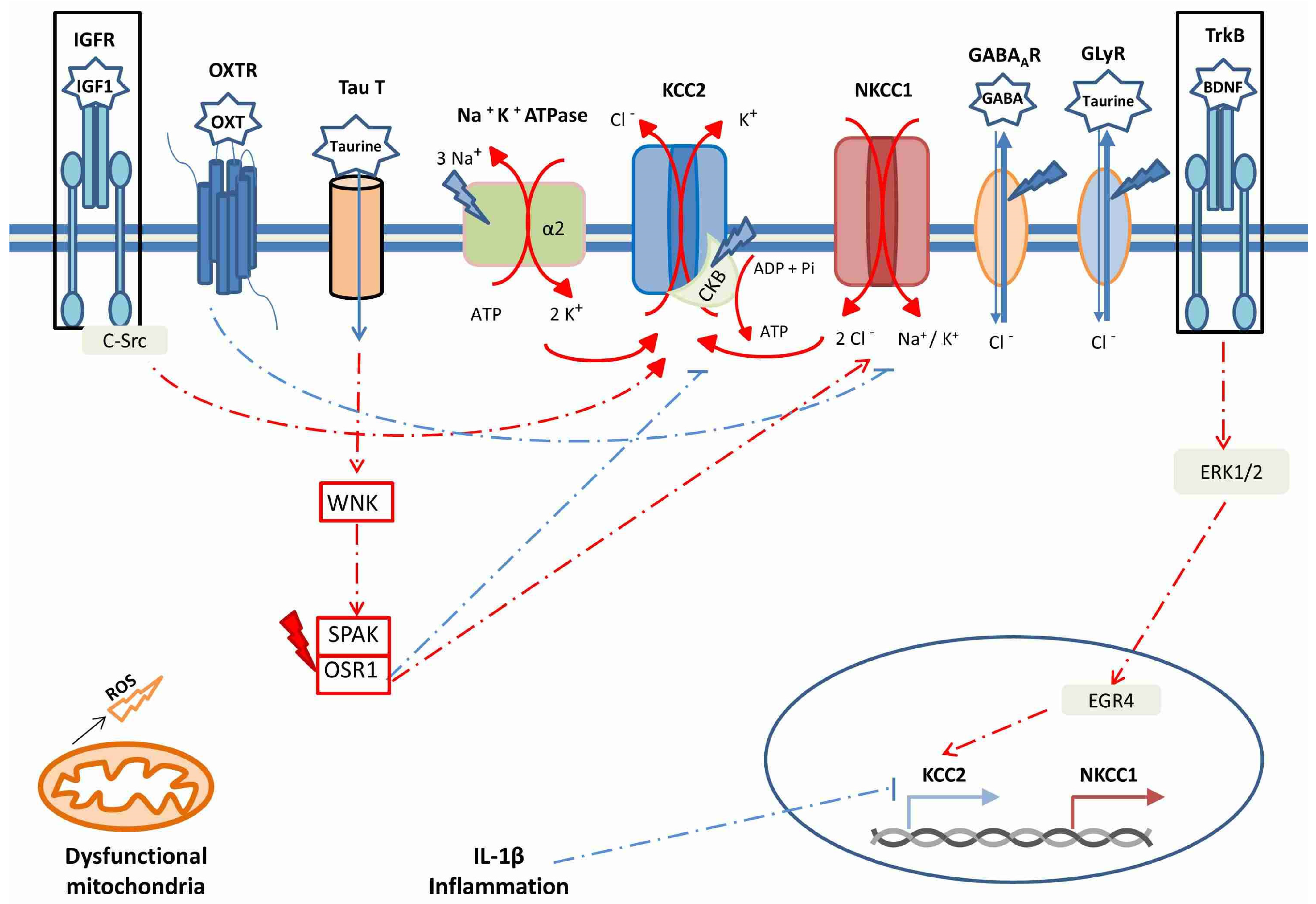 Antioxidants 10 01316 g002
