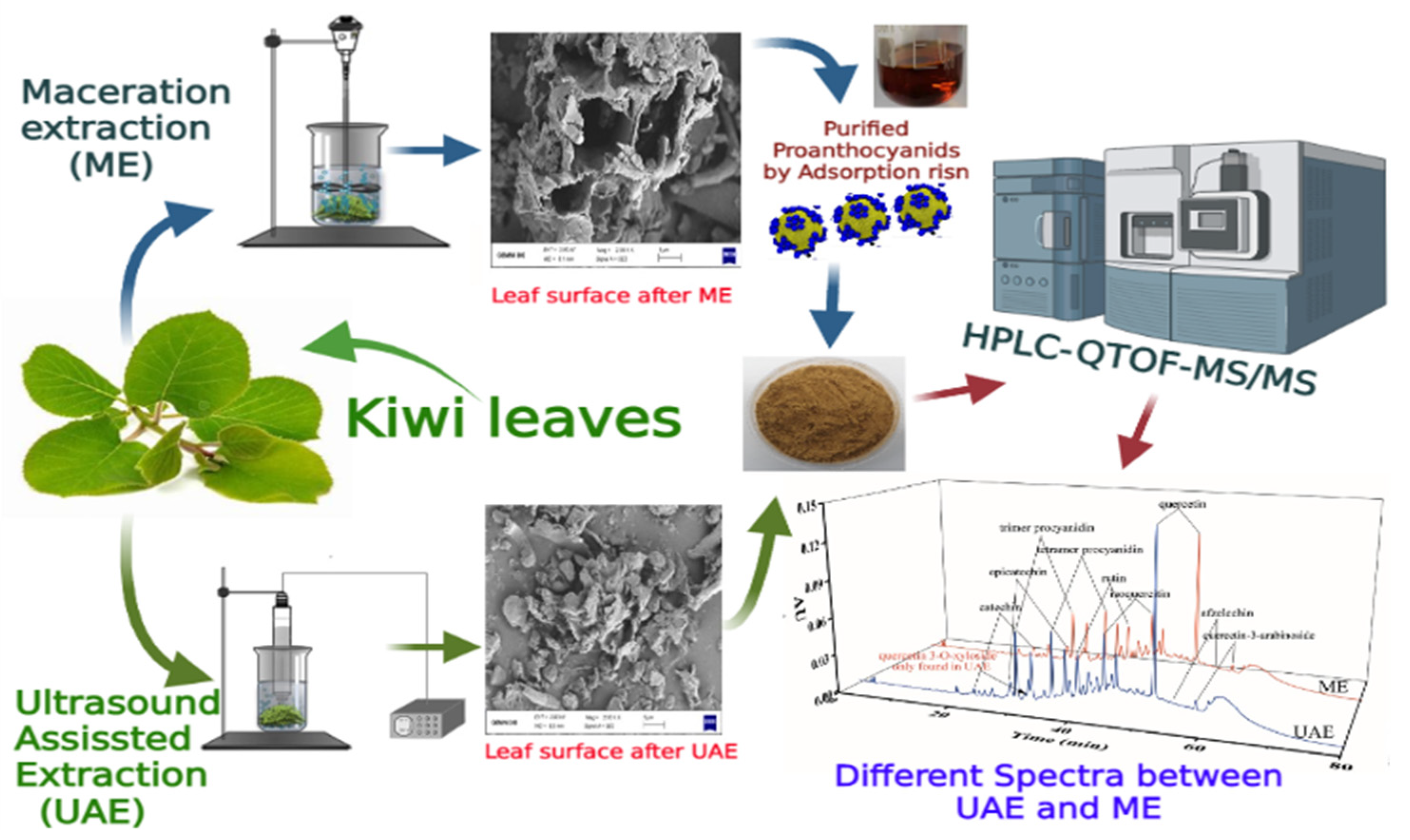 Antioxidants 10 01317 g001