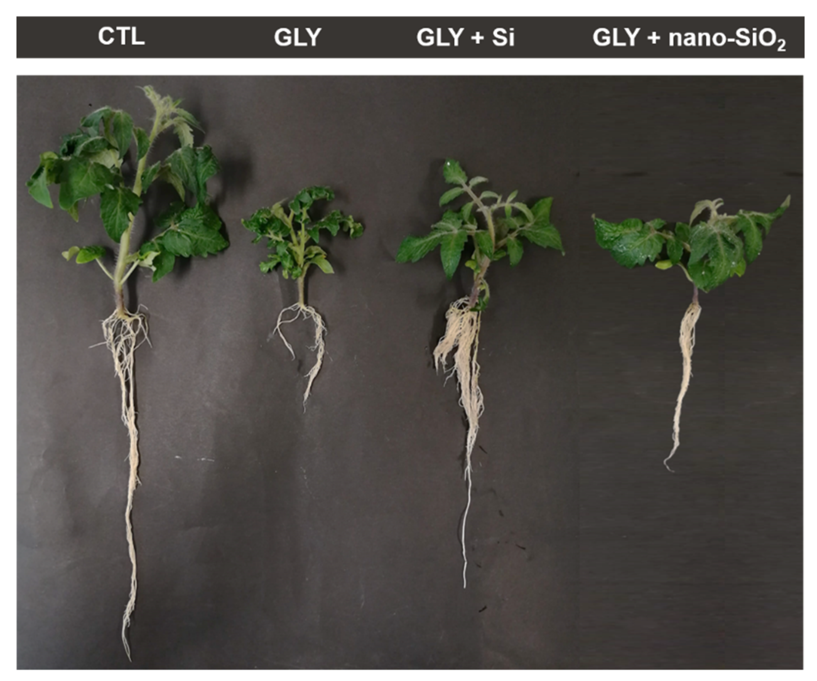 Antioxidants 10 01320 g002