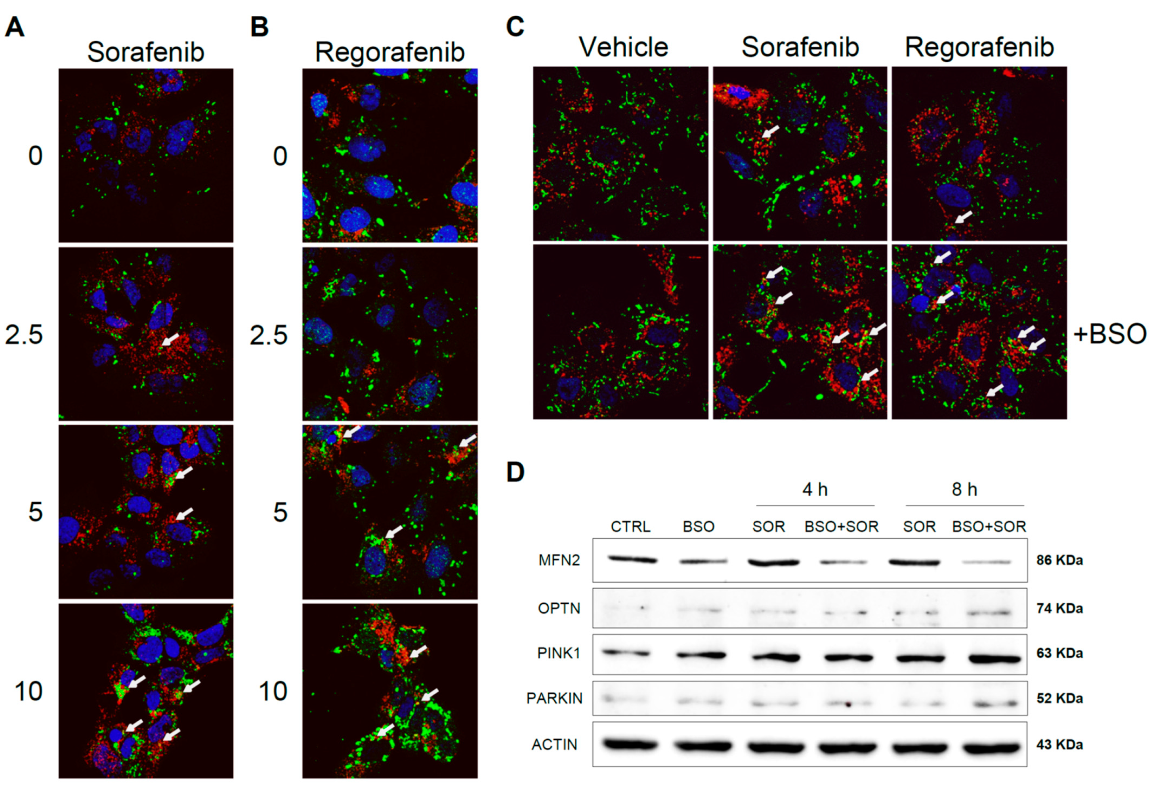 Antioxidants 10 01336 g007