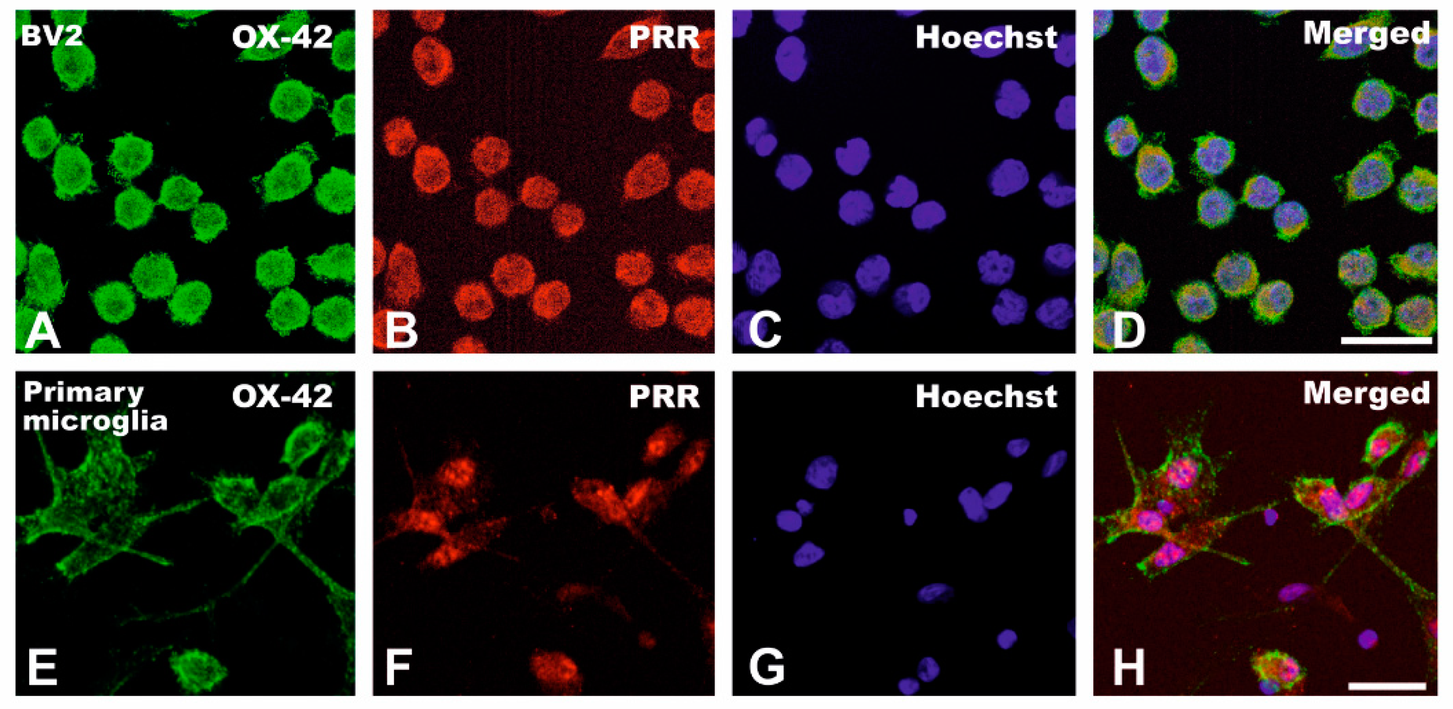 Antioxidants 10 01340 g003