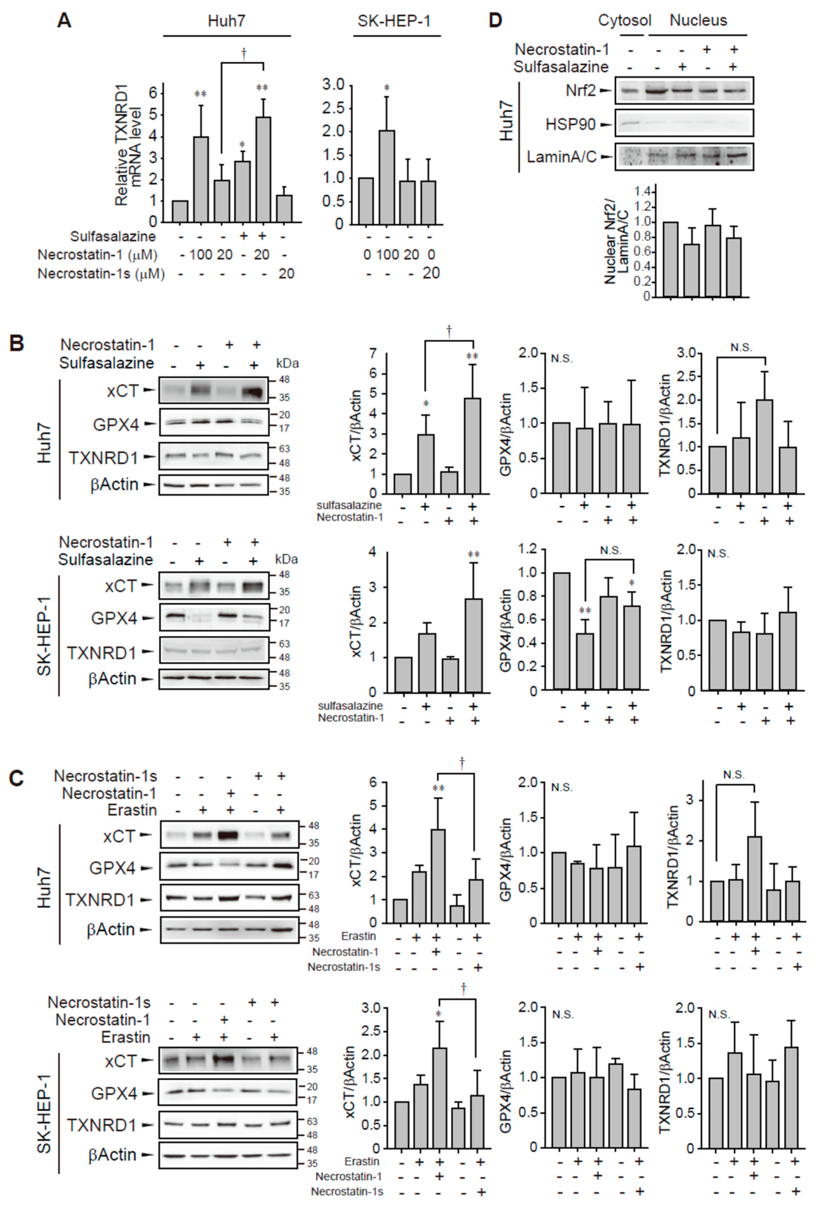 Antioxidants 10 01347 g006