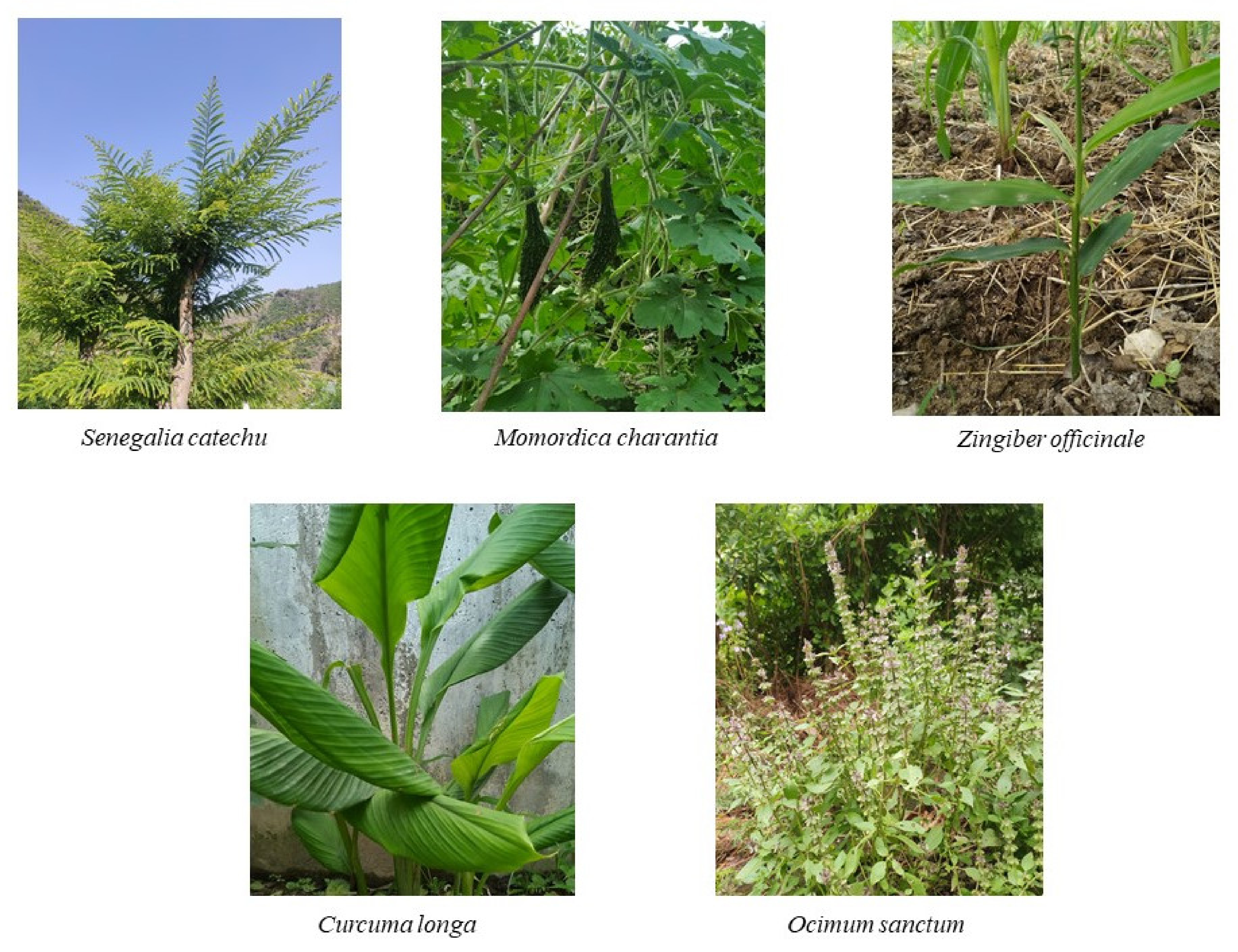 Antioxidants 10 01358 g003