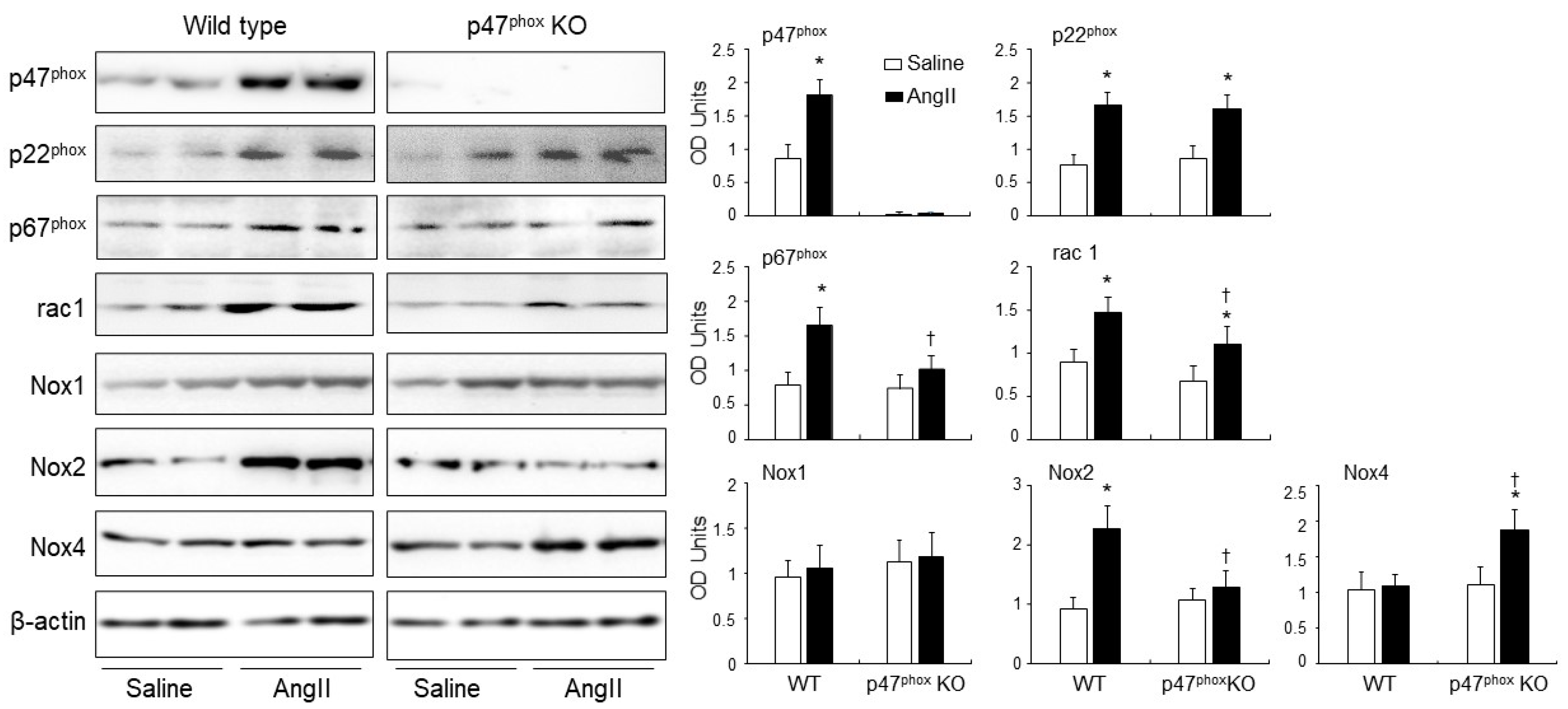 Antioxidants 10 01363 g003