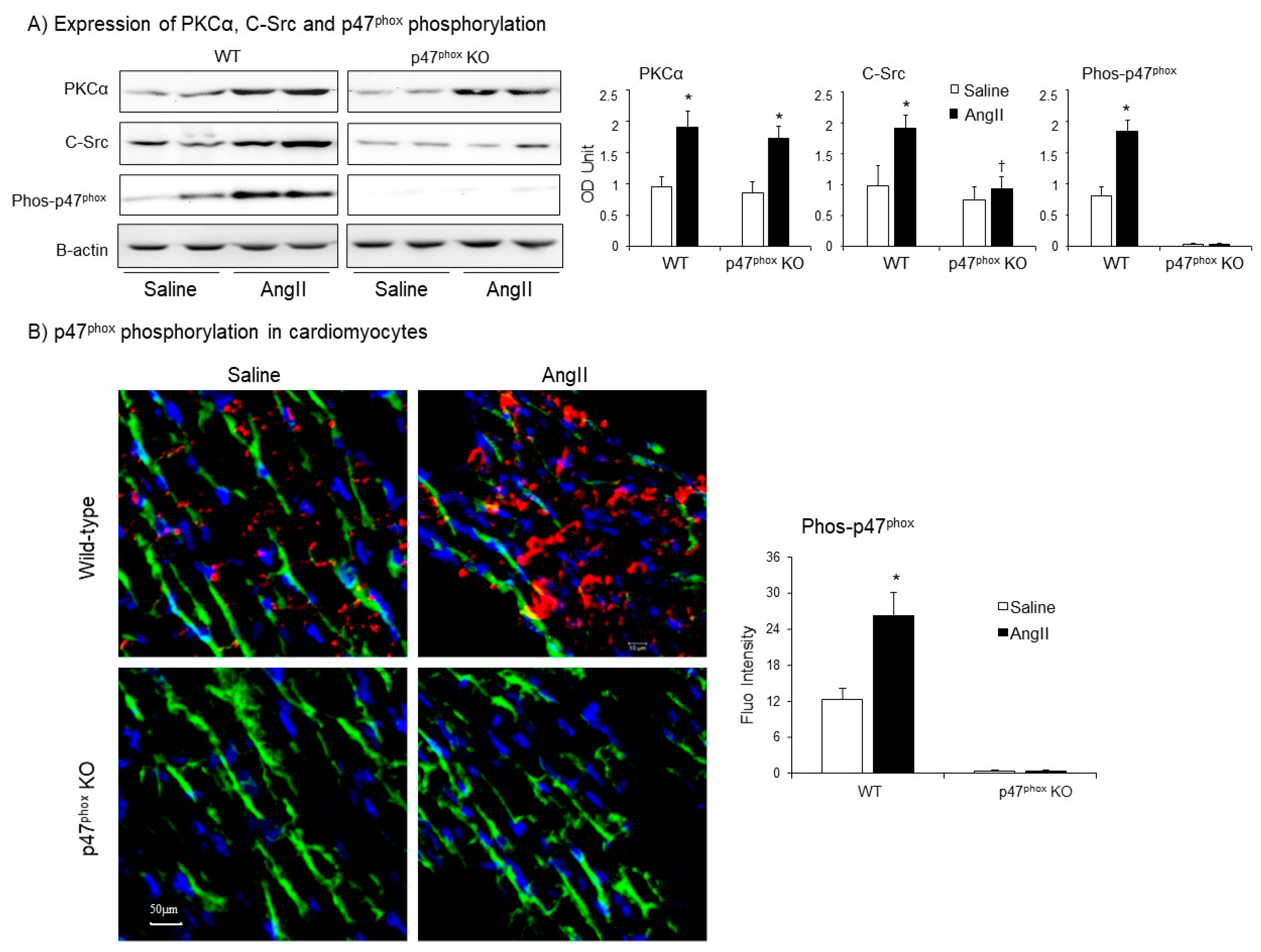 Antioxidants 10 01363 g004