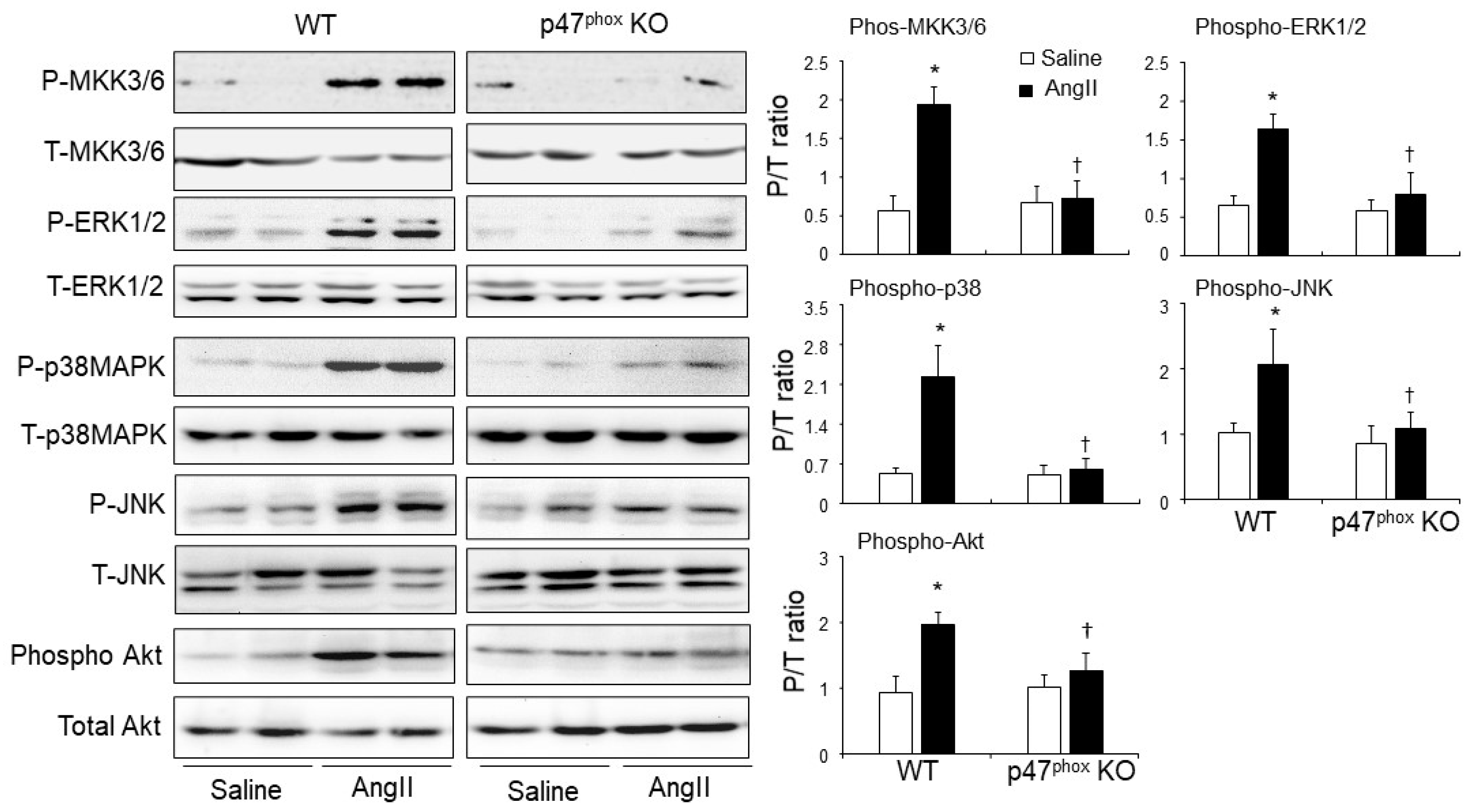 Antioxidants 10 01363 g005