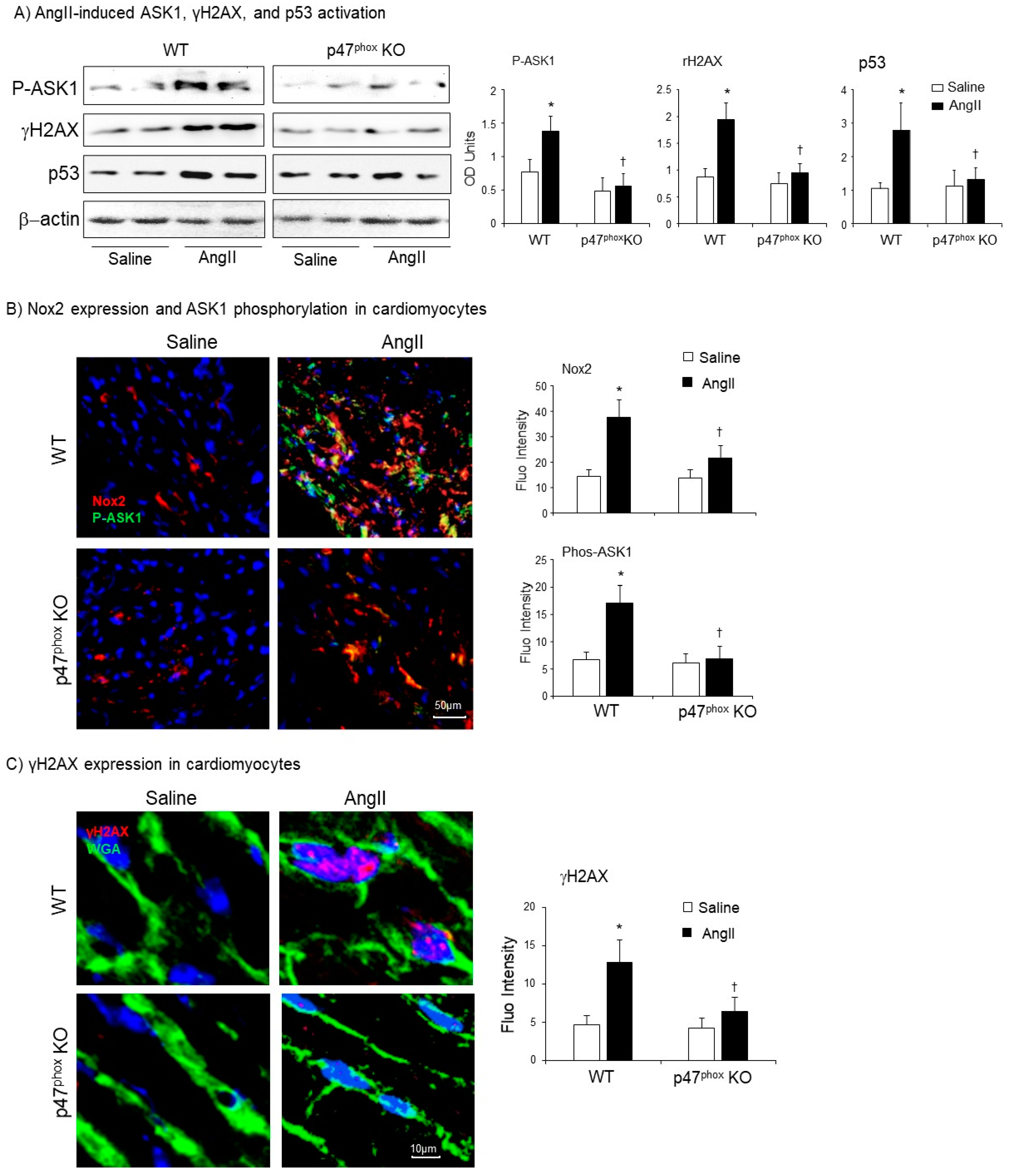 Antioxidants 10 01363 g006