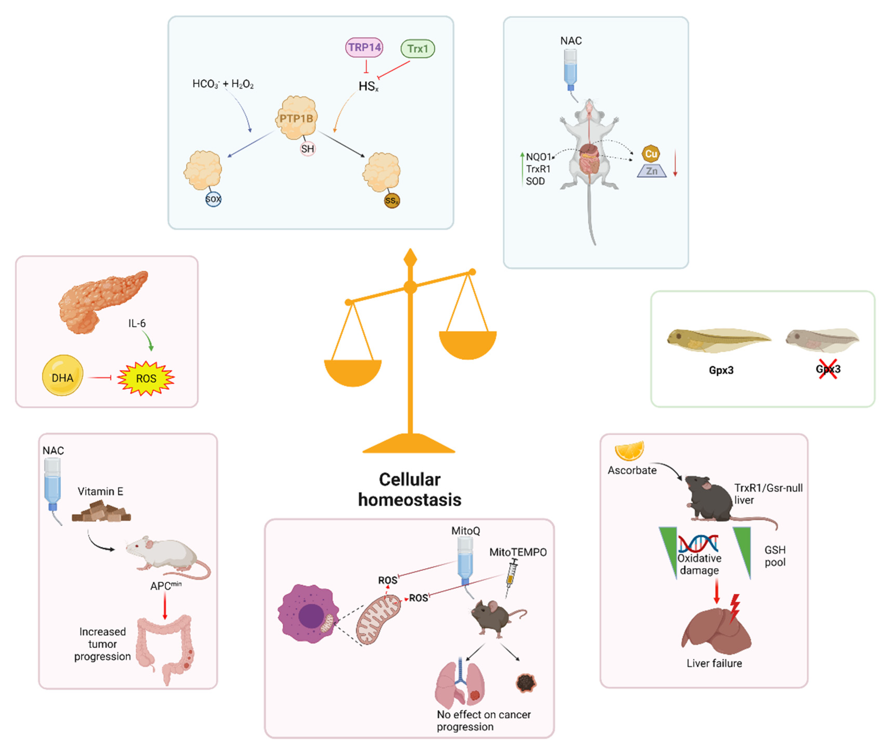 Antioxidants 10 01377 g001