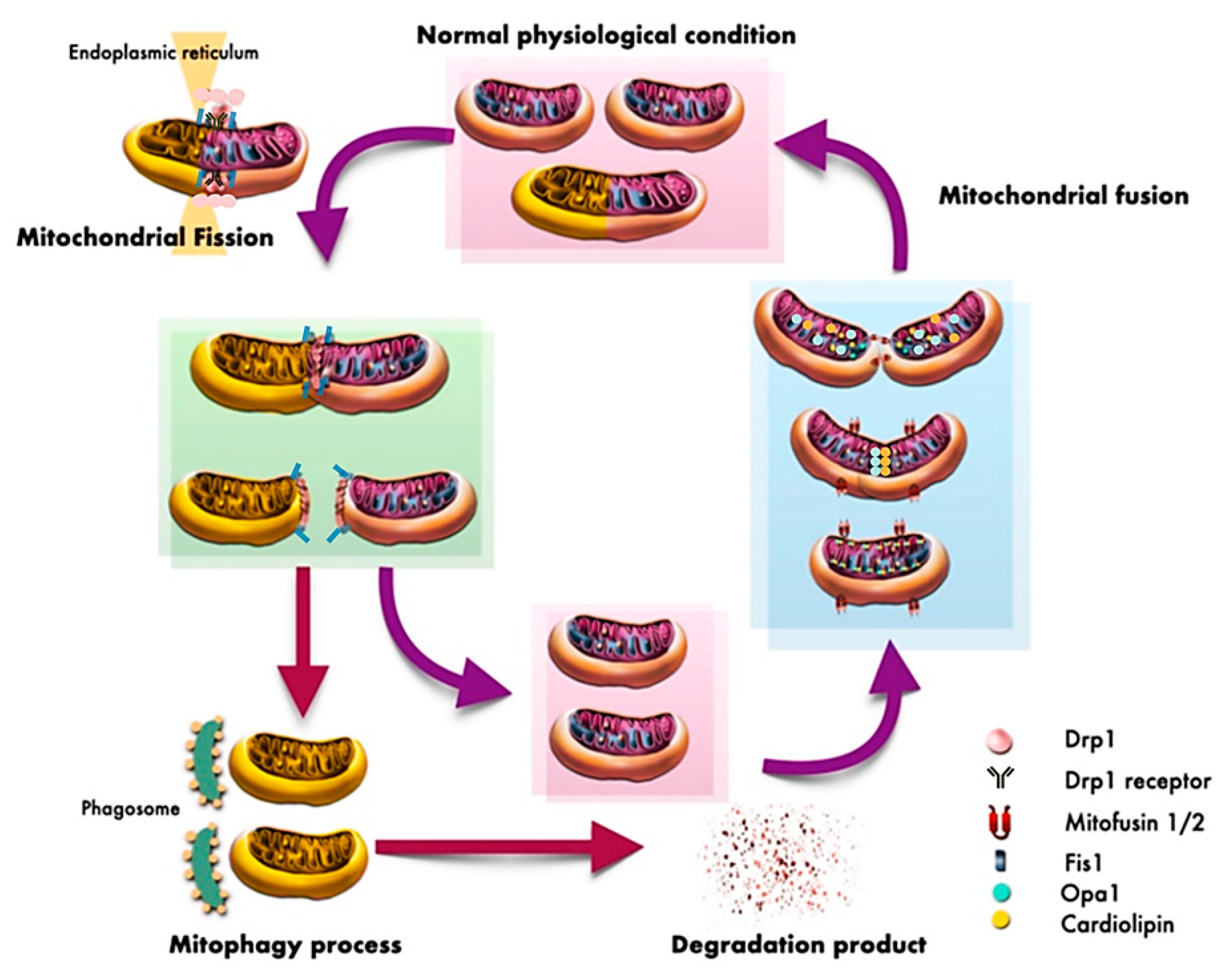 Antioxidants 10 01384 g001
