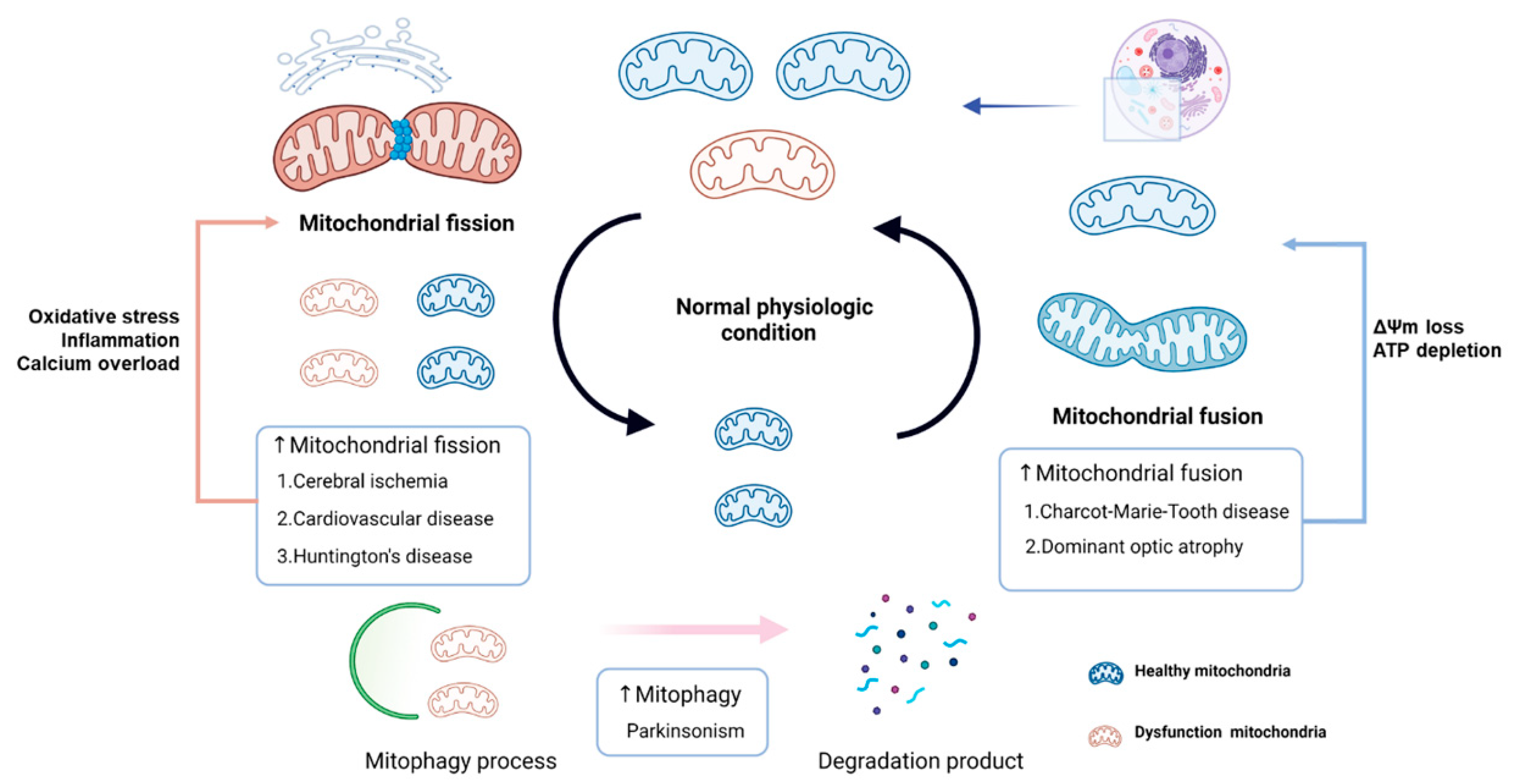 Antioxidants 10 01384 g002