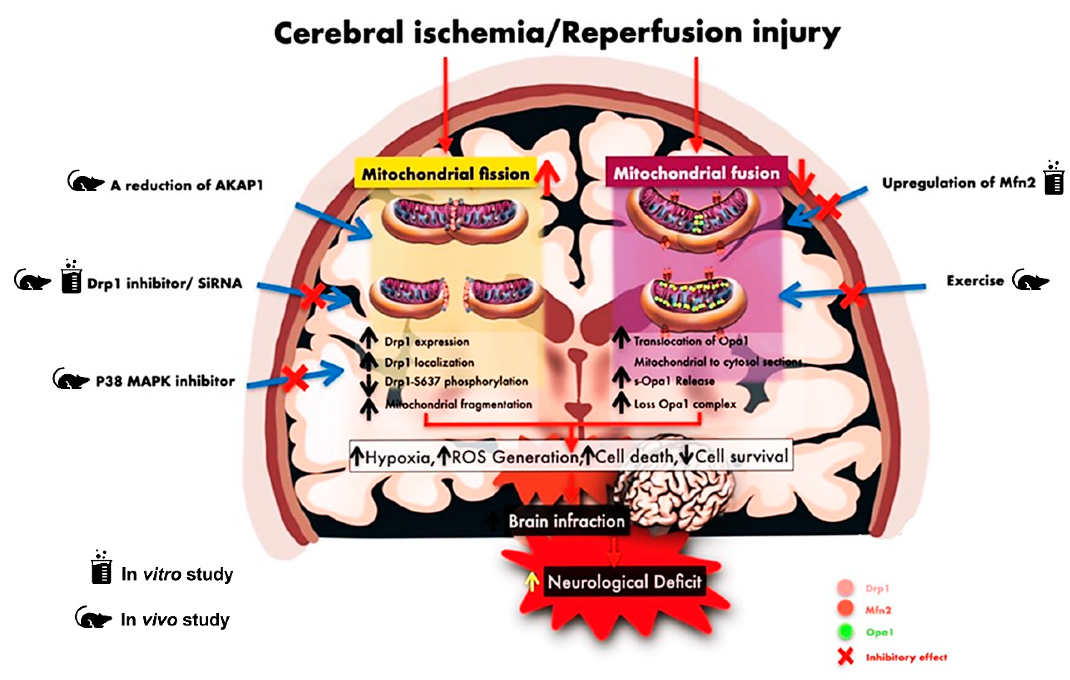 Antioxidants 10 01384 g004