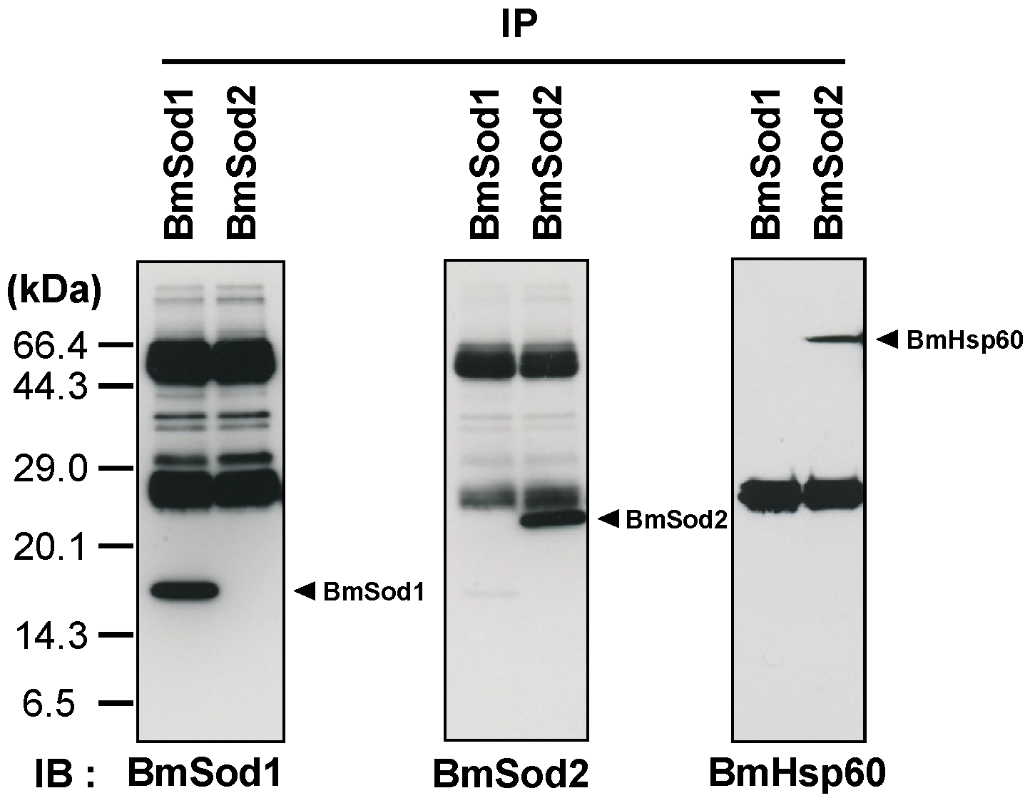 Antioxidants 10 01385 g002