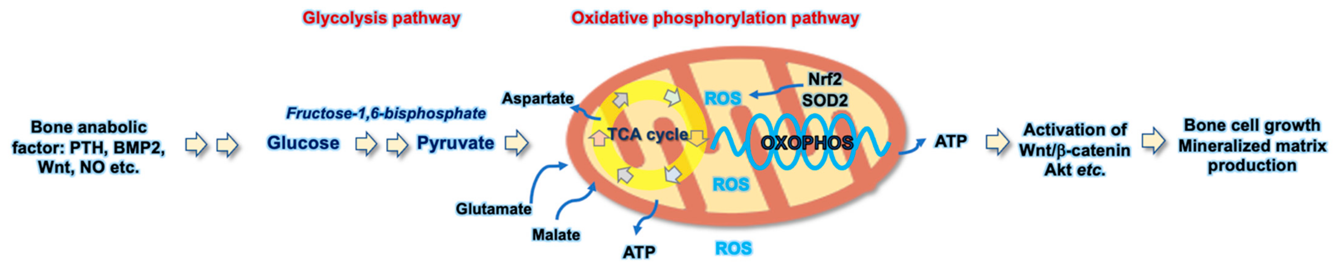Antioxidants 10 01394 g001